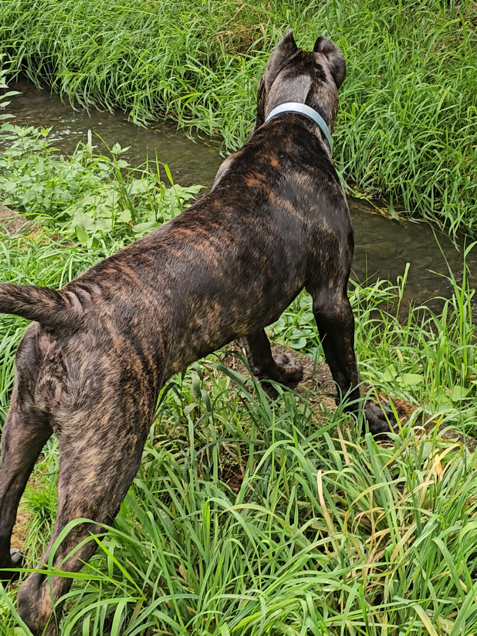 @SalmonCreekCaneCorso