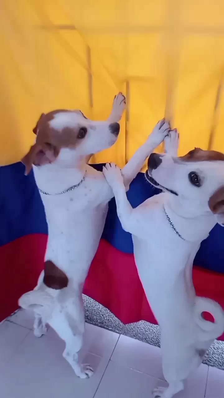 @BRUNO Y MAILO JACKRUSSEL