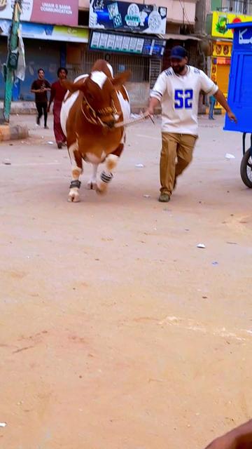 @Master Cattle Farm