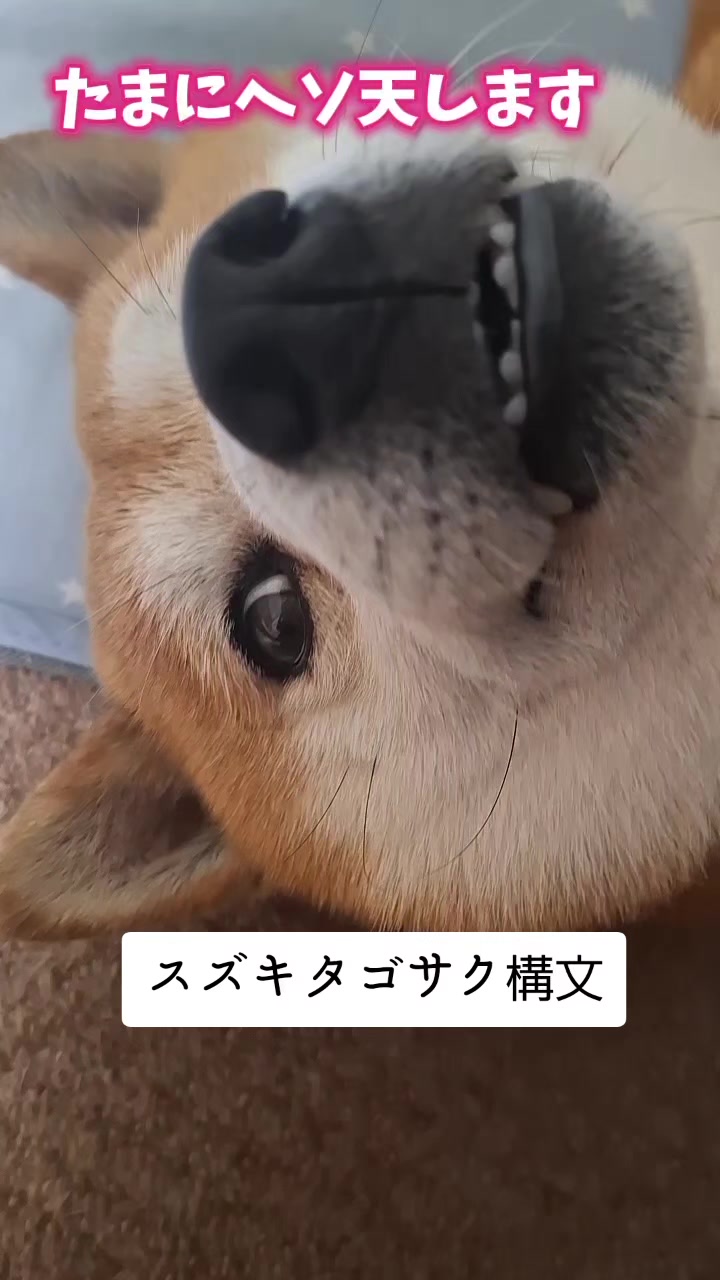 @柴犬リクママ