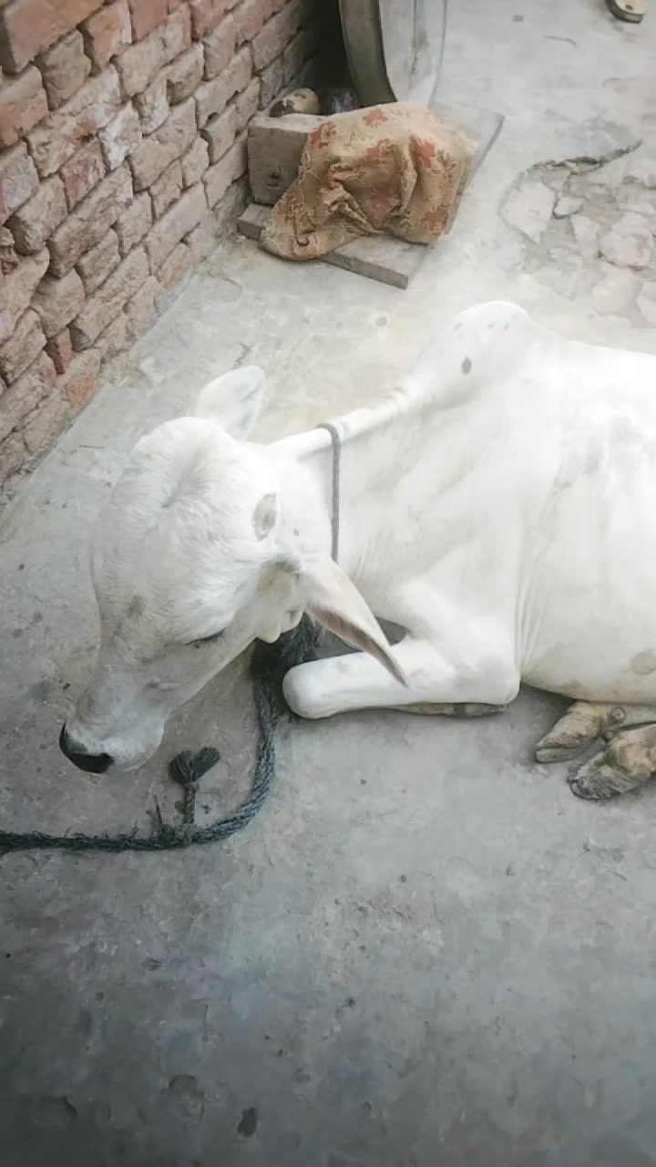 @Afzal khilji04