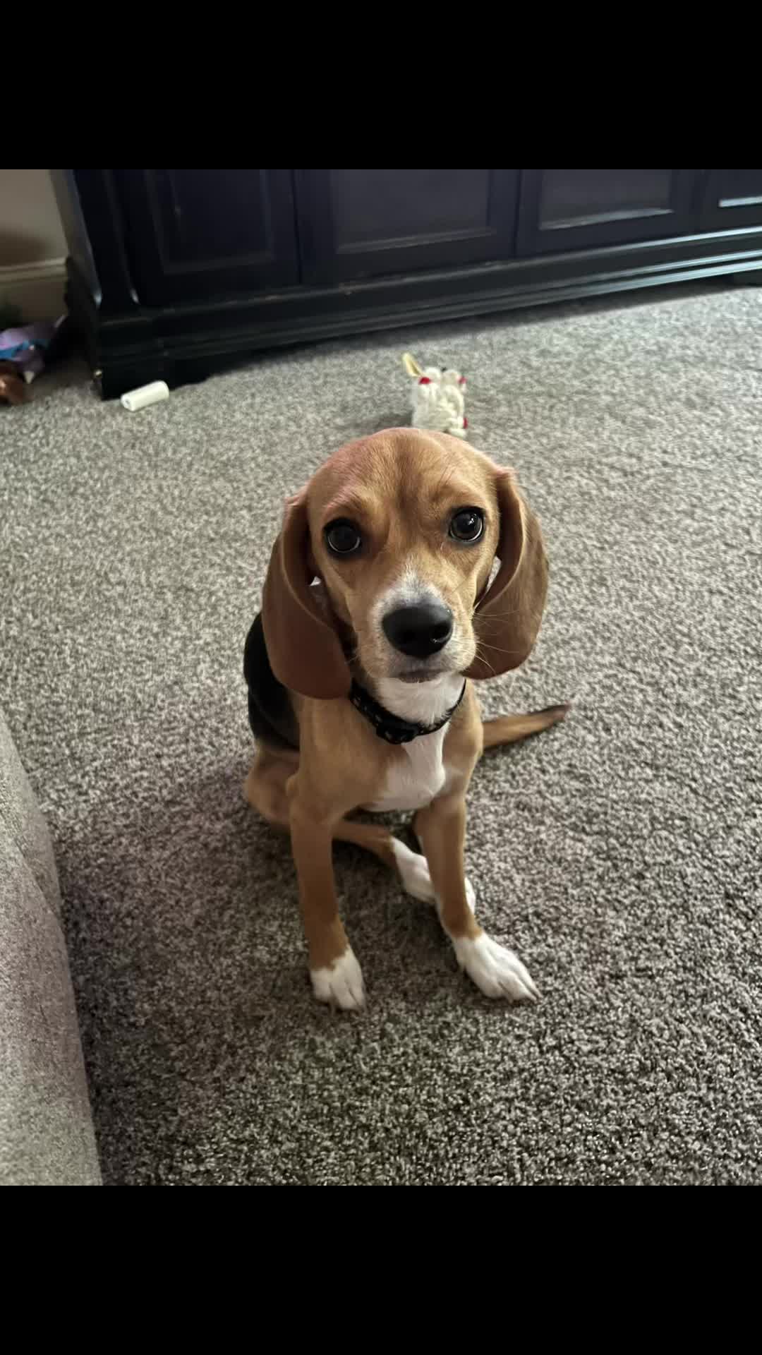 @Rosie the Beagle 🇺🇸🥰 🌞