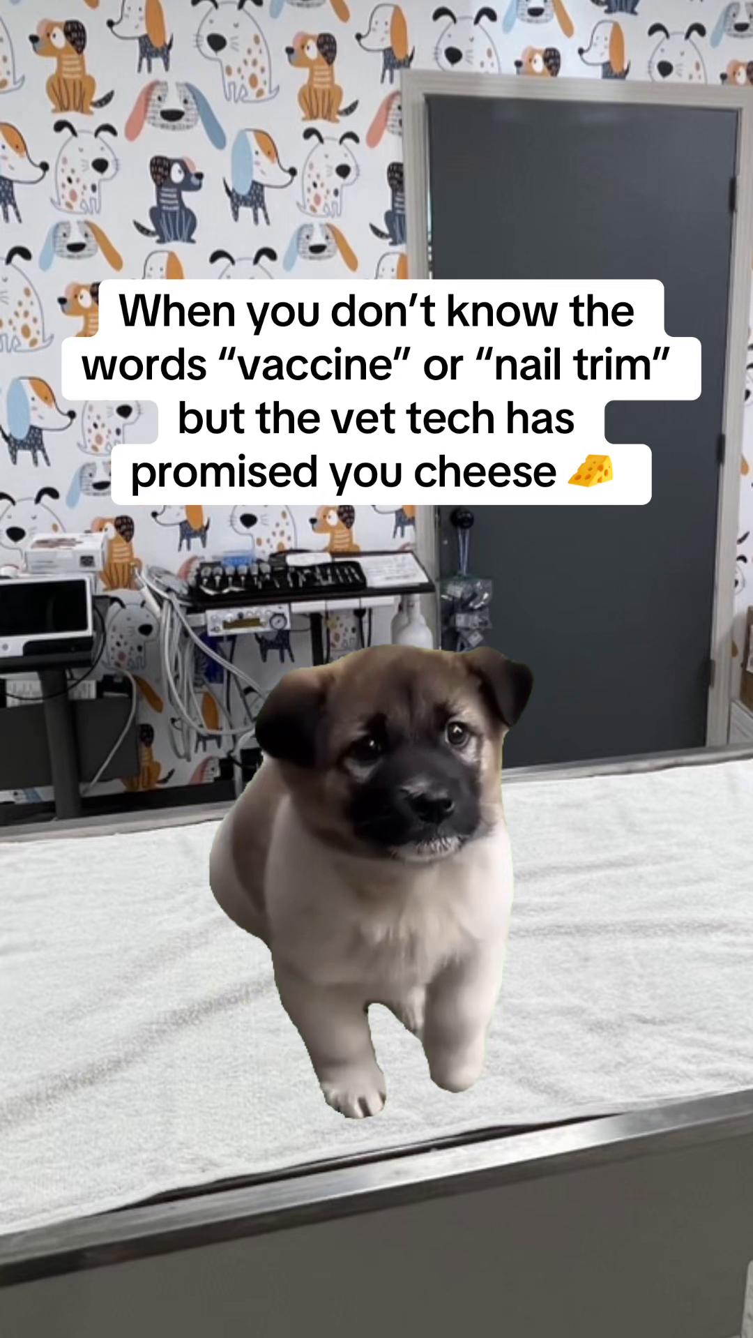 @Snodgrass Vet