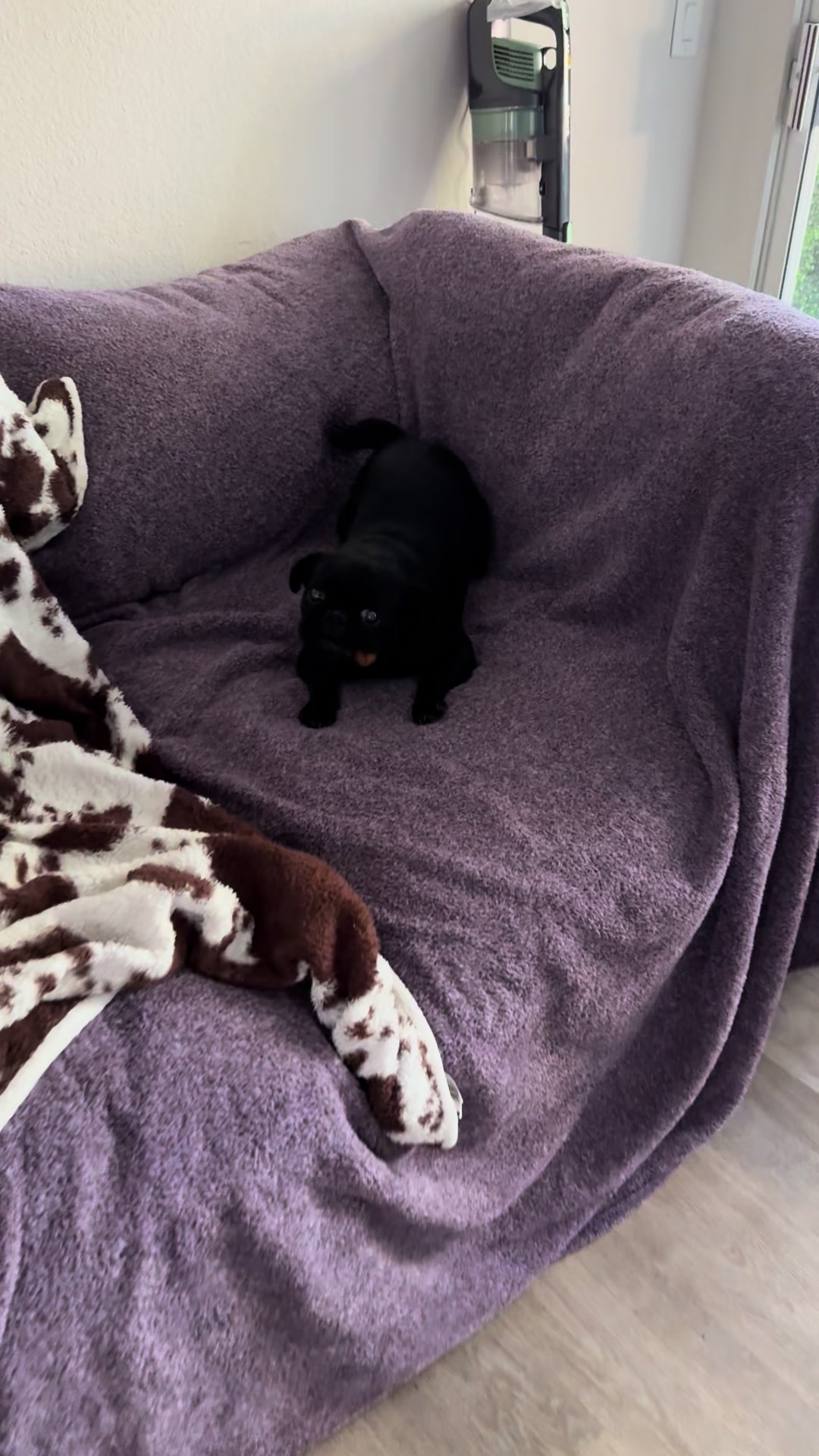 @Hershey The Pug