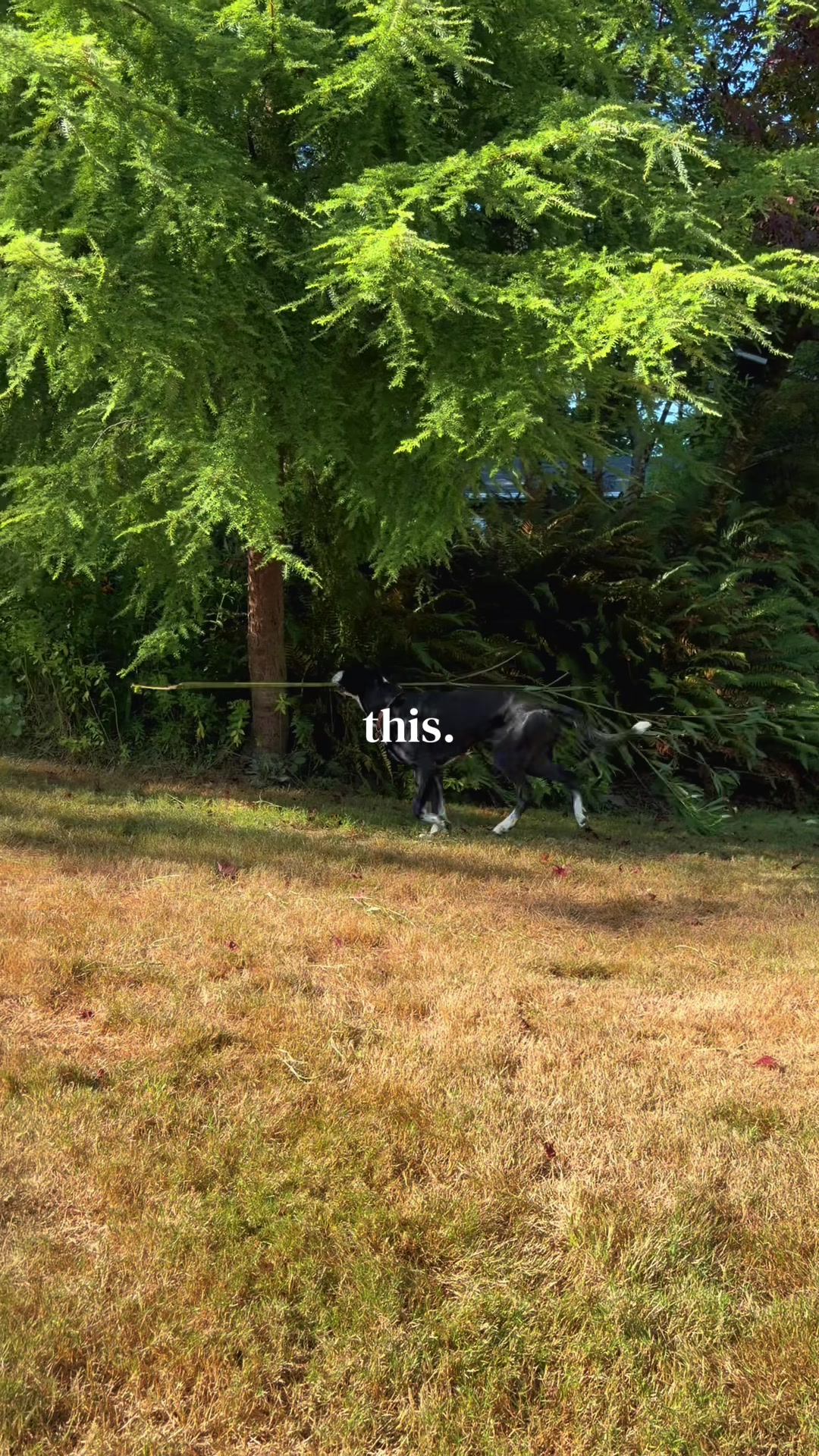 @oregonskyveek
