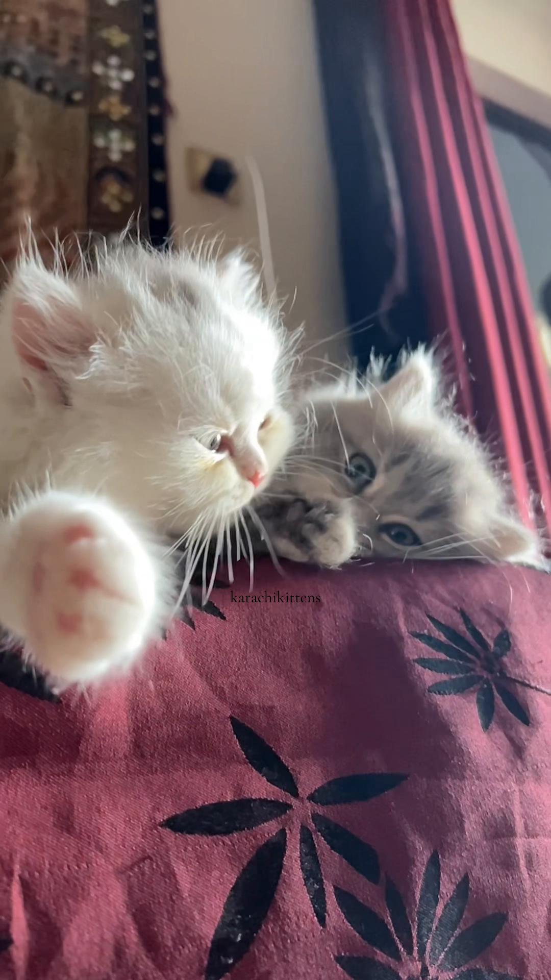@karachikittens
