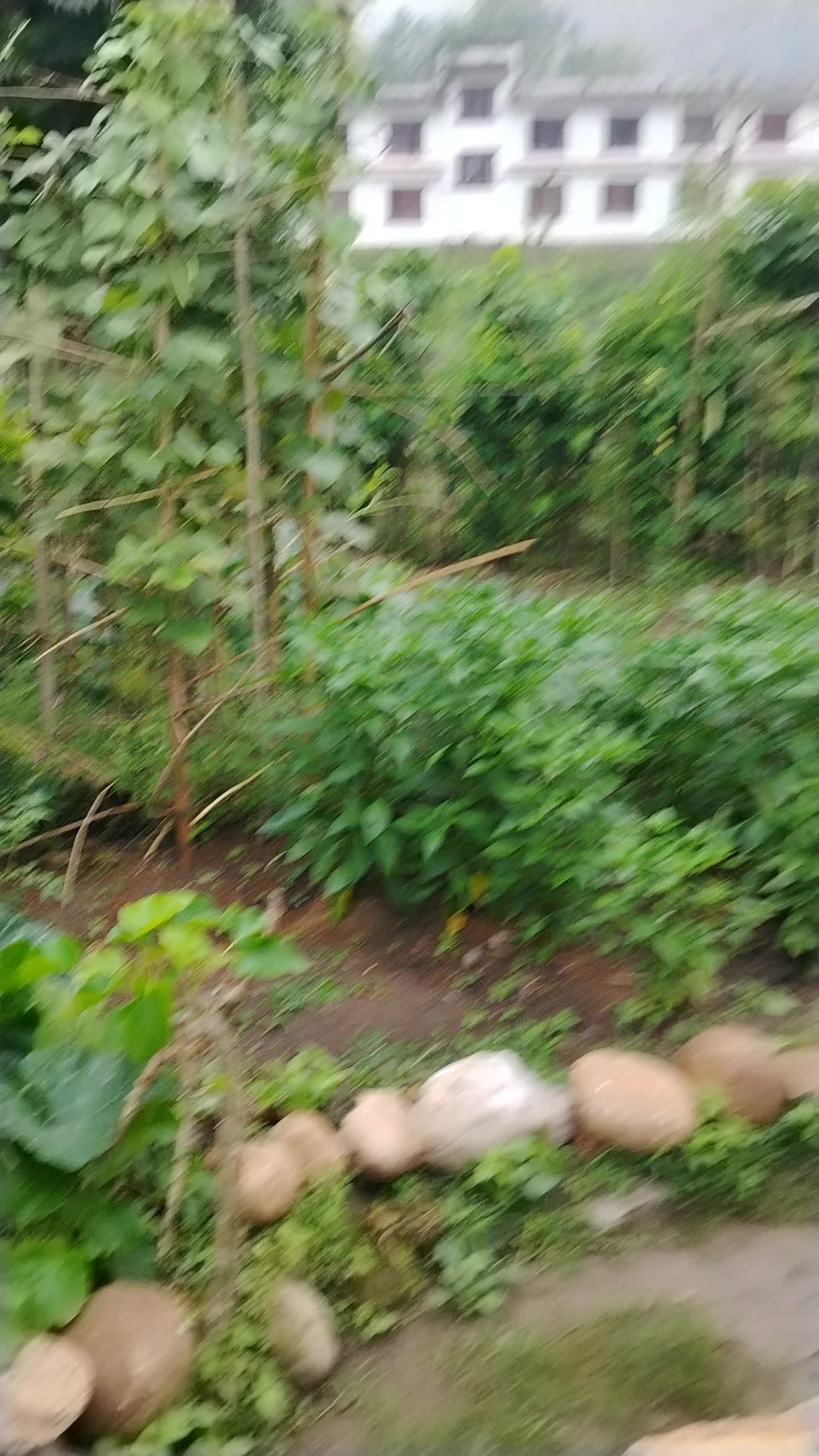 @धादिङे कान्छा