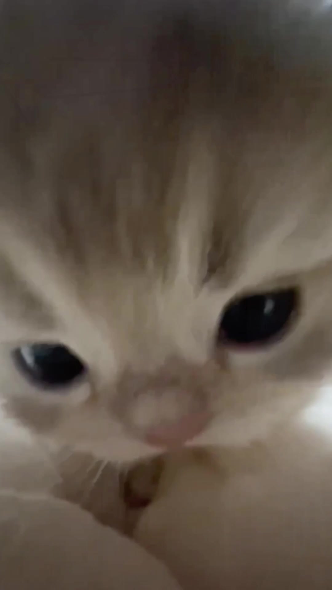 @catbosssss