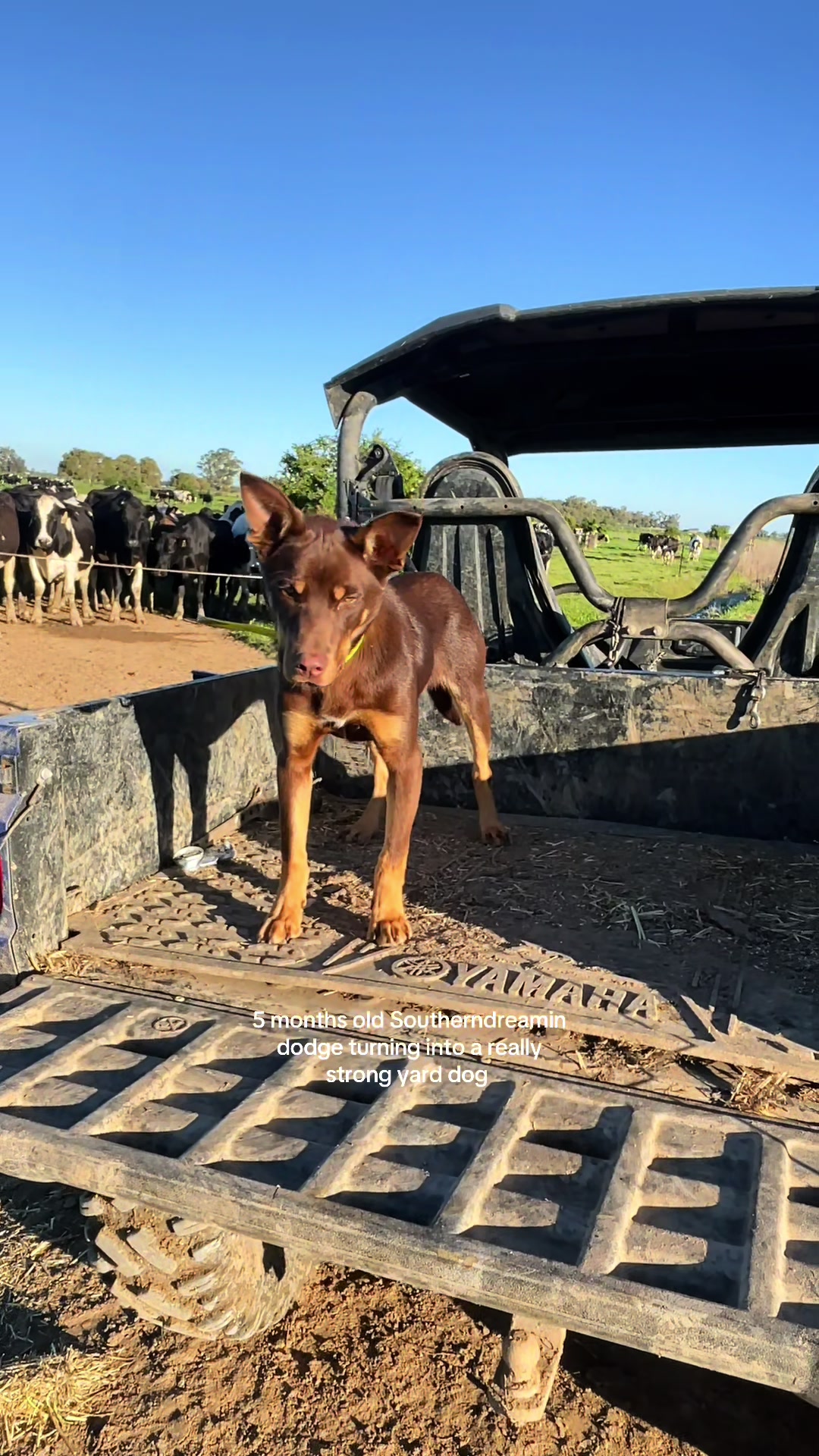 @SouthernDreamin Kelpie stud