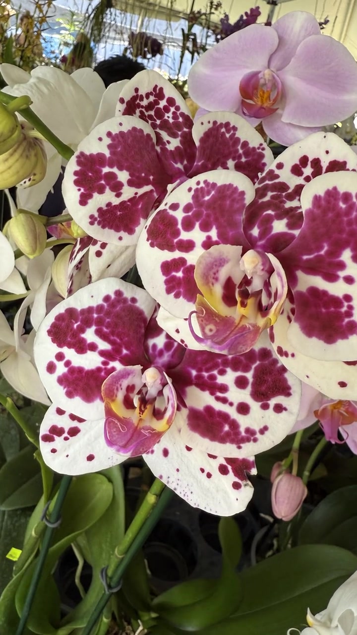@Orchidique