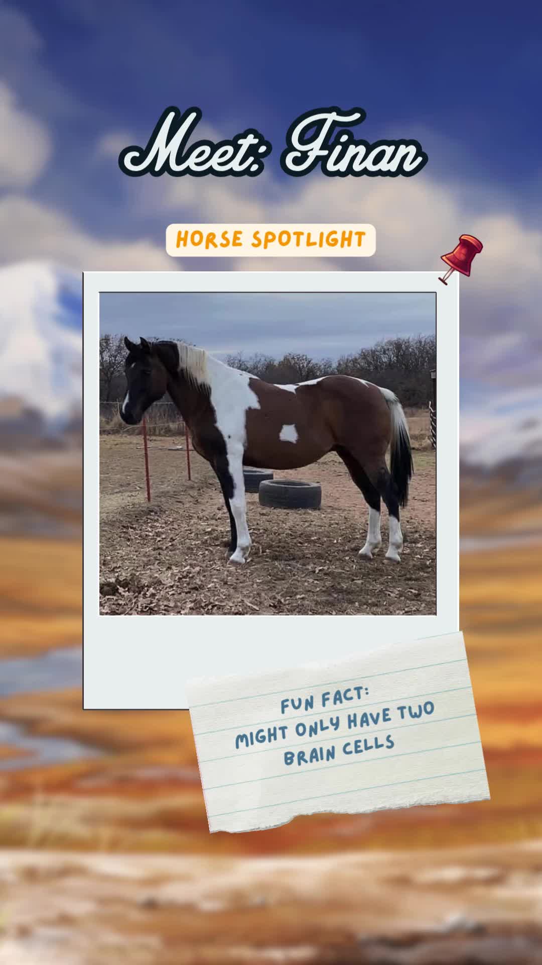 @Horse Reality