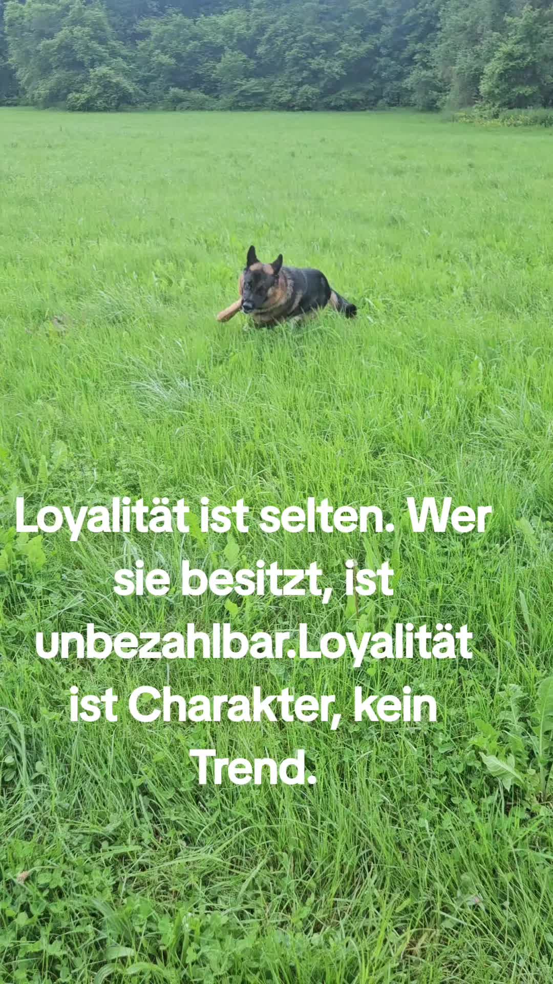 @Sonja Zoran