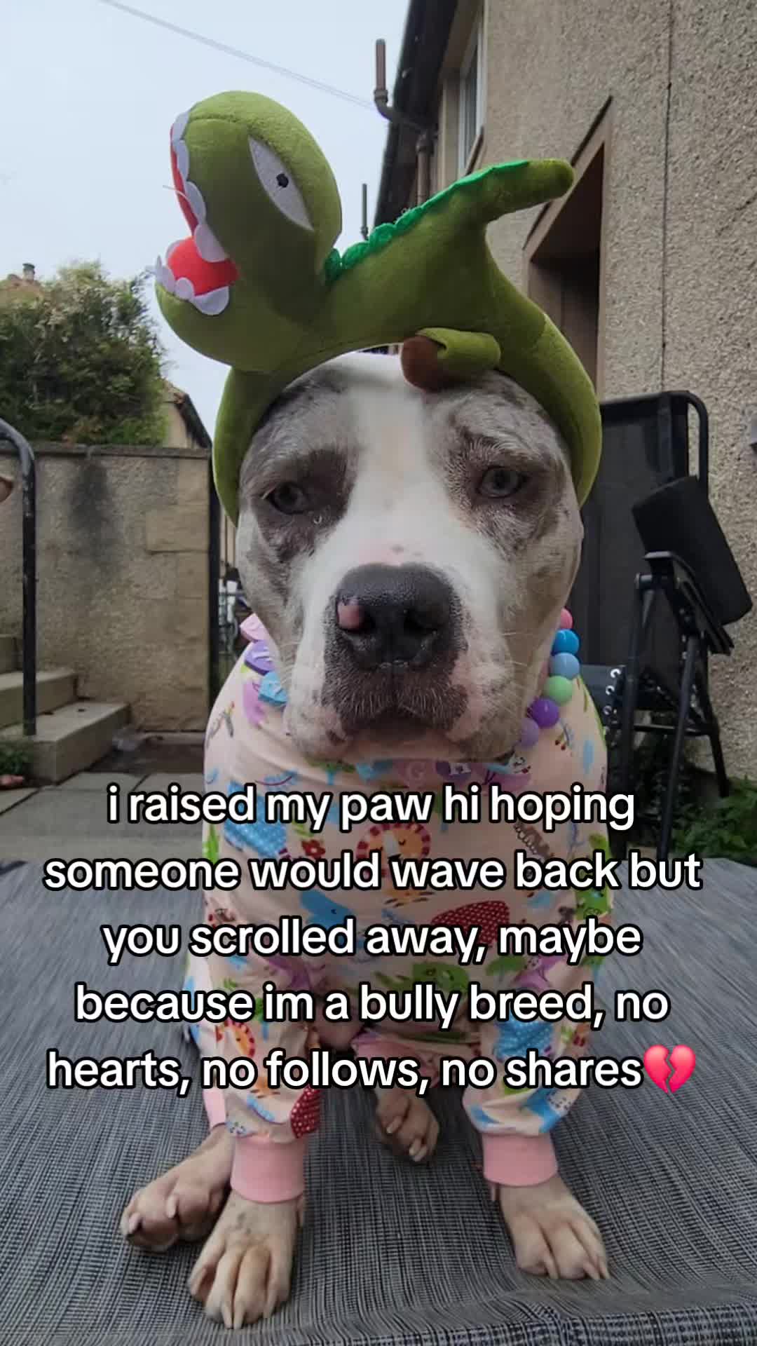 @kirsty+starlight the xl bully