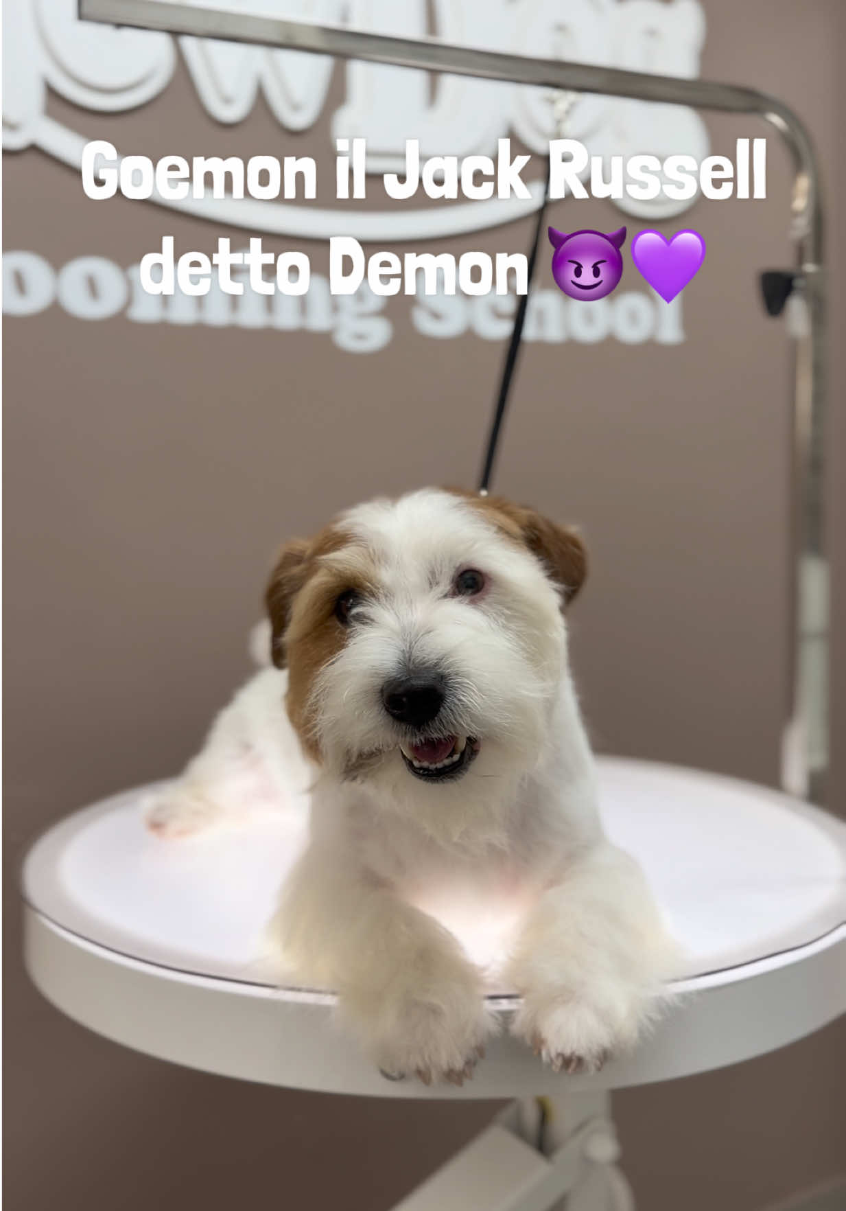 @NewDog Toelettatura & Pet Shop