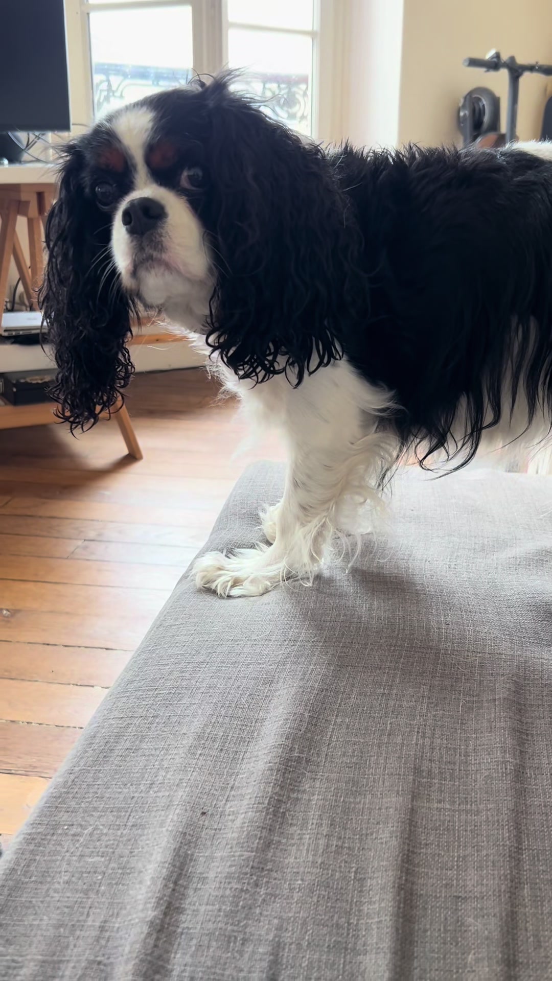 @Cavalier King Charles