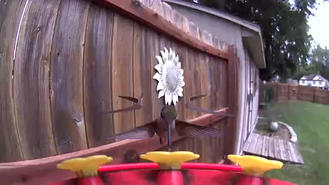 @Crazy Bird Lady