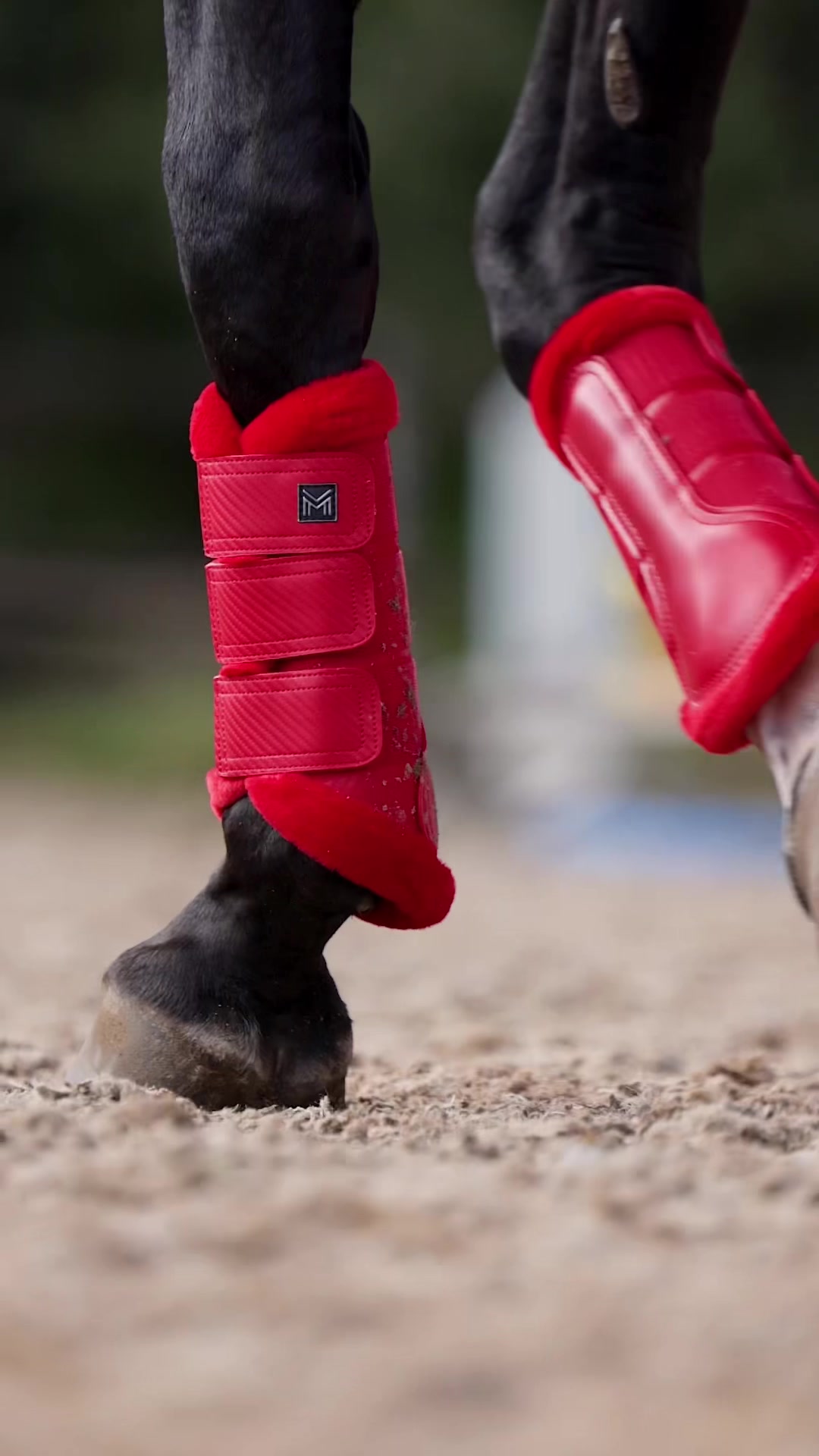 @Maximilian Equestrian