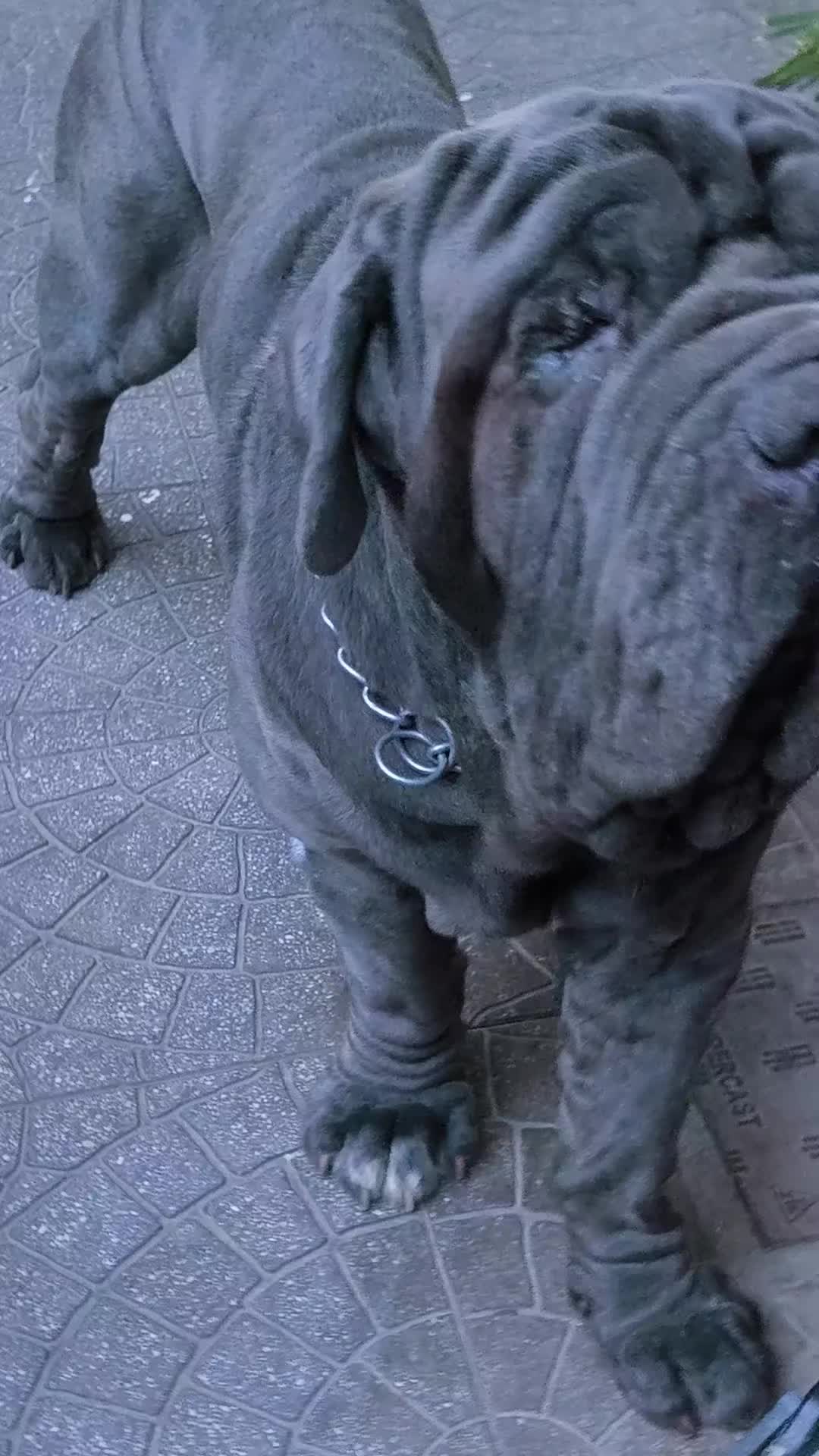 @fortunaserra