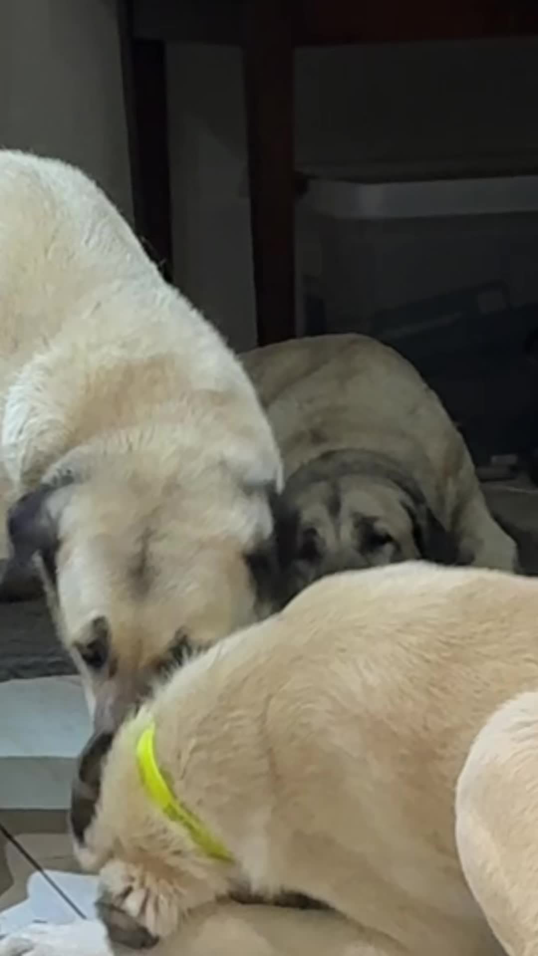 @Purekangal