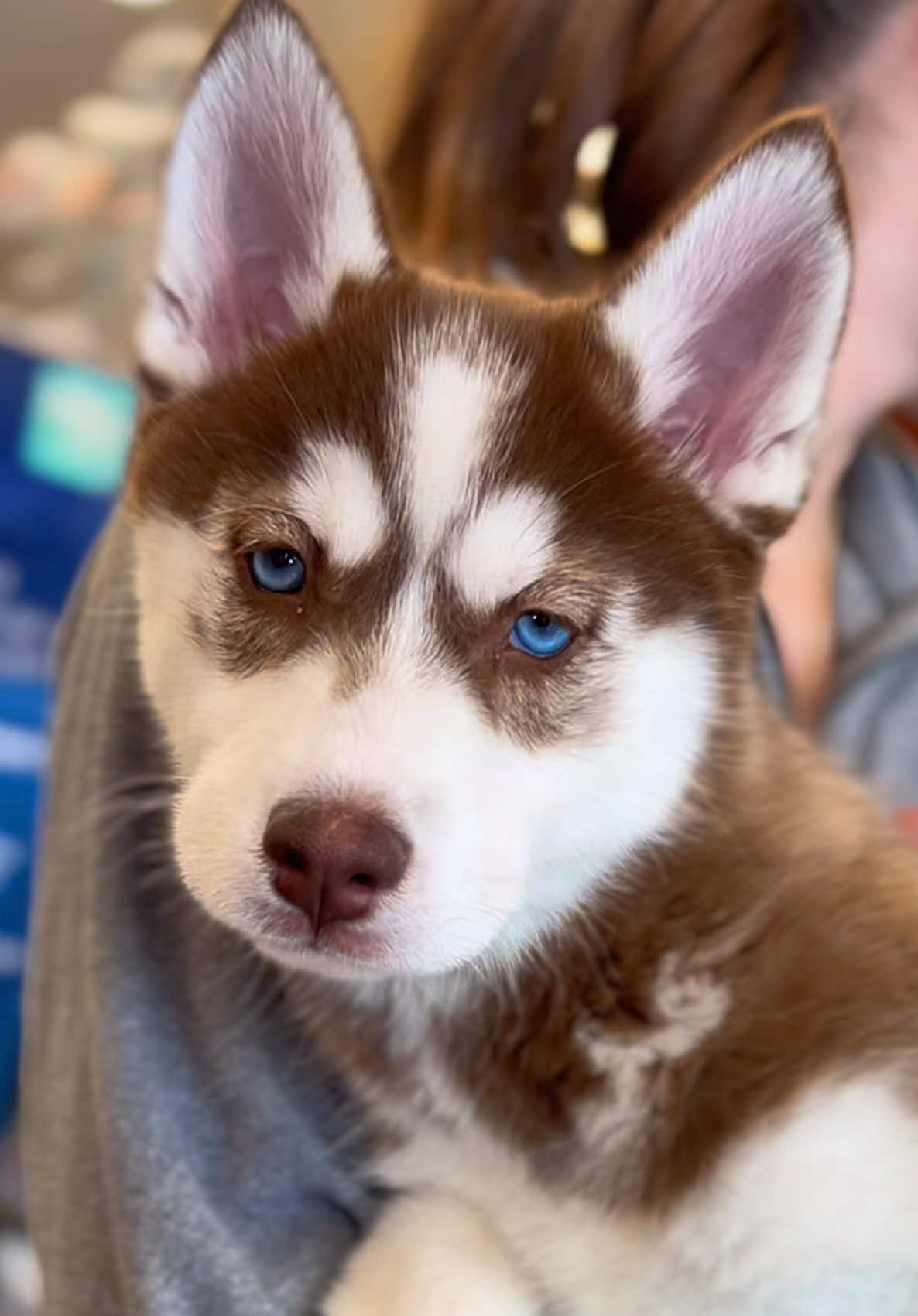 @Petland Iowa City