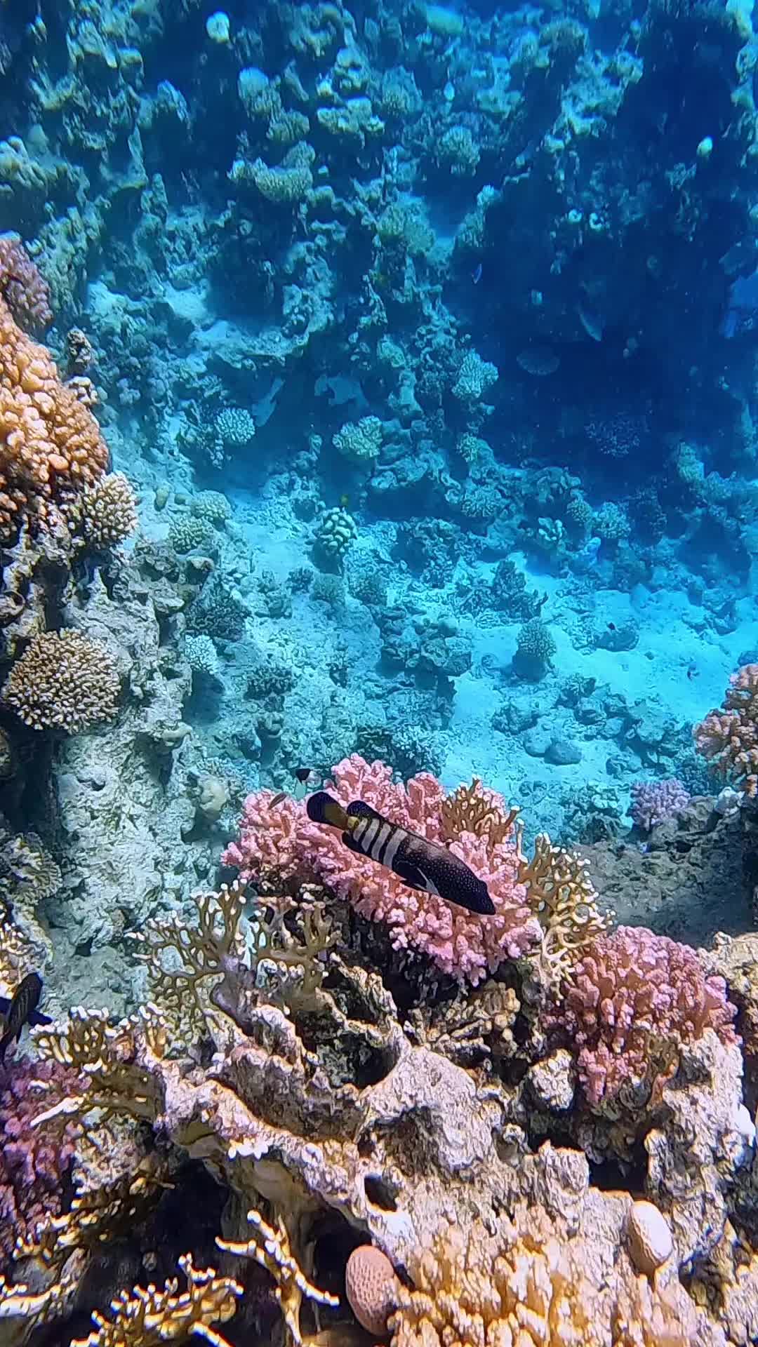 @Our Underwater Universe