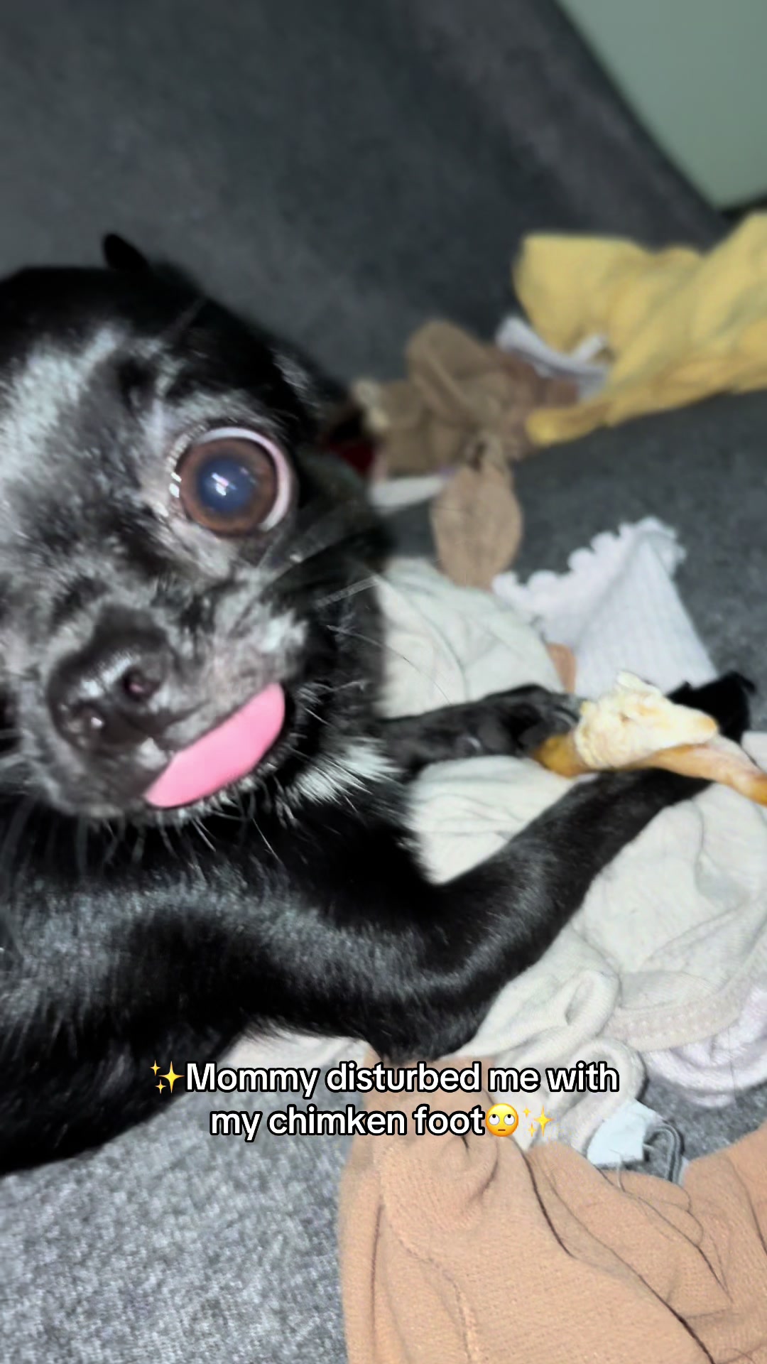 @the_chihuahua_mochi
