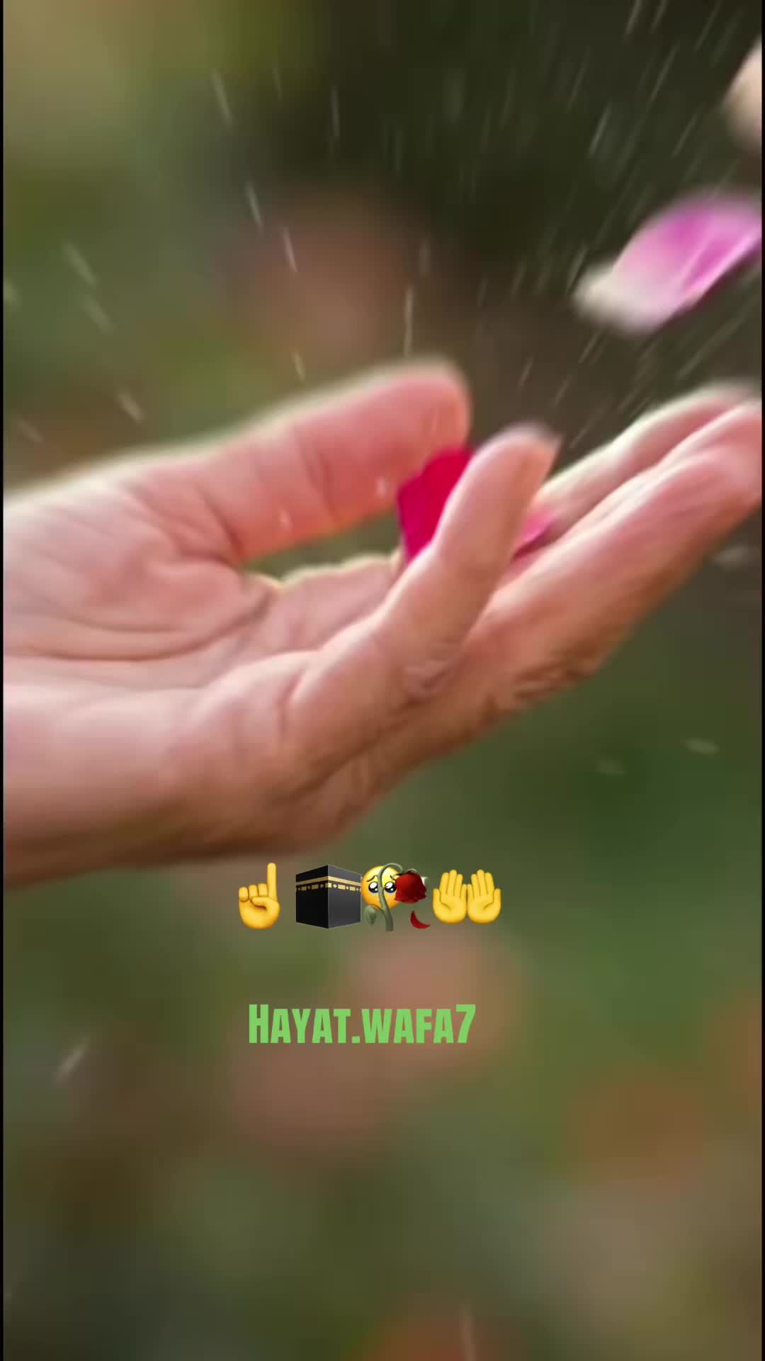 @Hayat wafa
