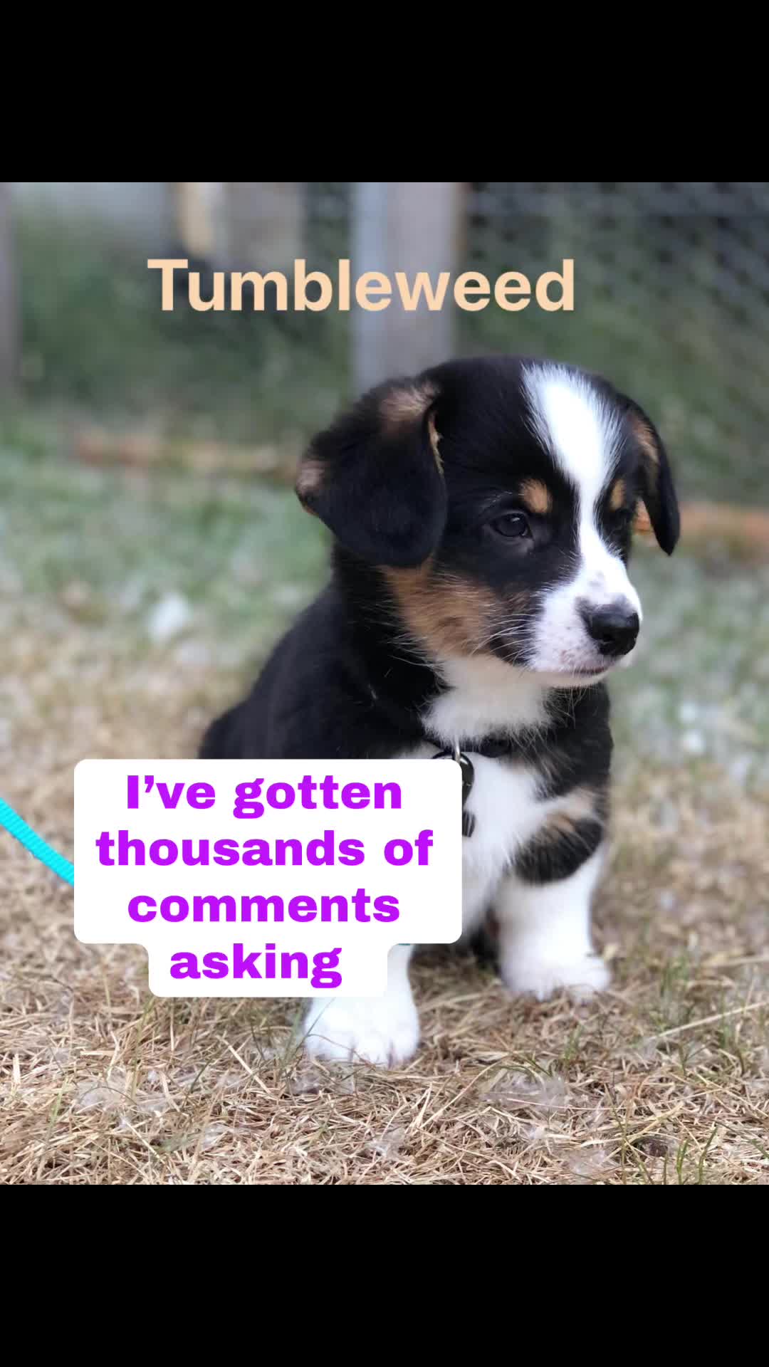 @Puffindoestricks