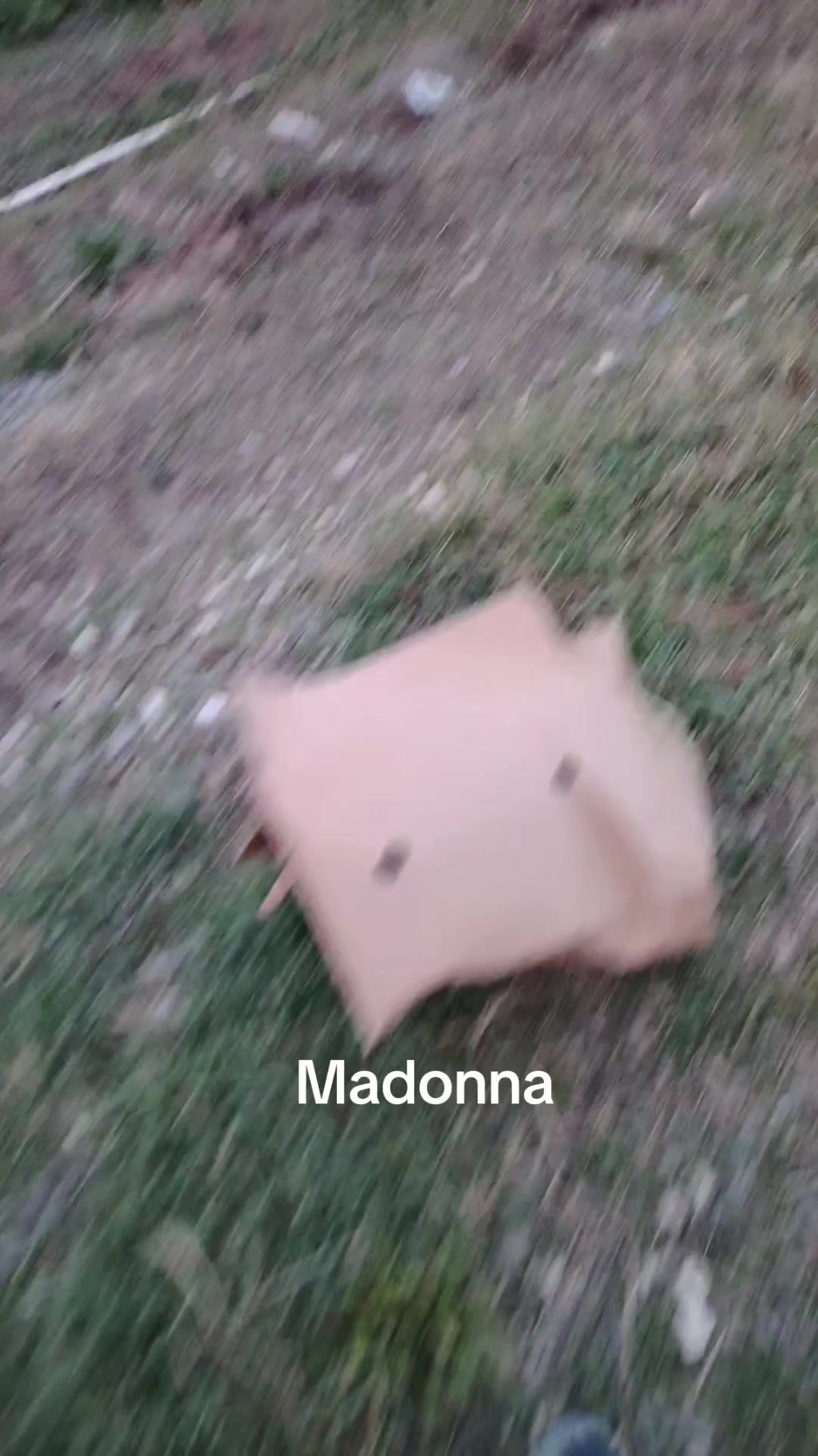 @Pitomnik_ağcabedi_volkadav.Mir