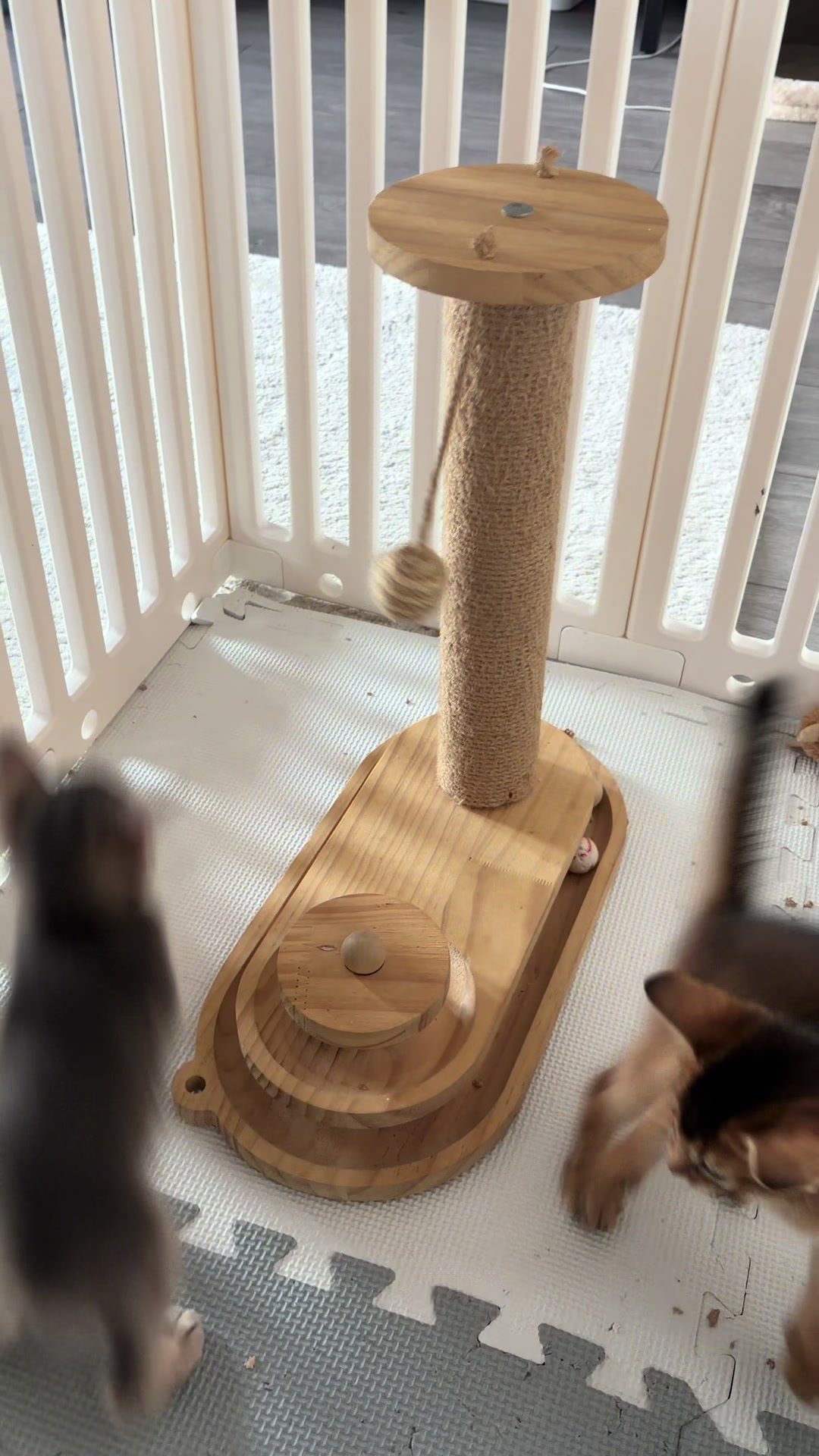 @Abyssinian cat UK
