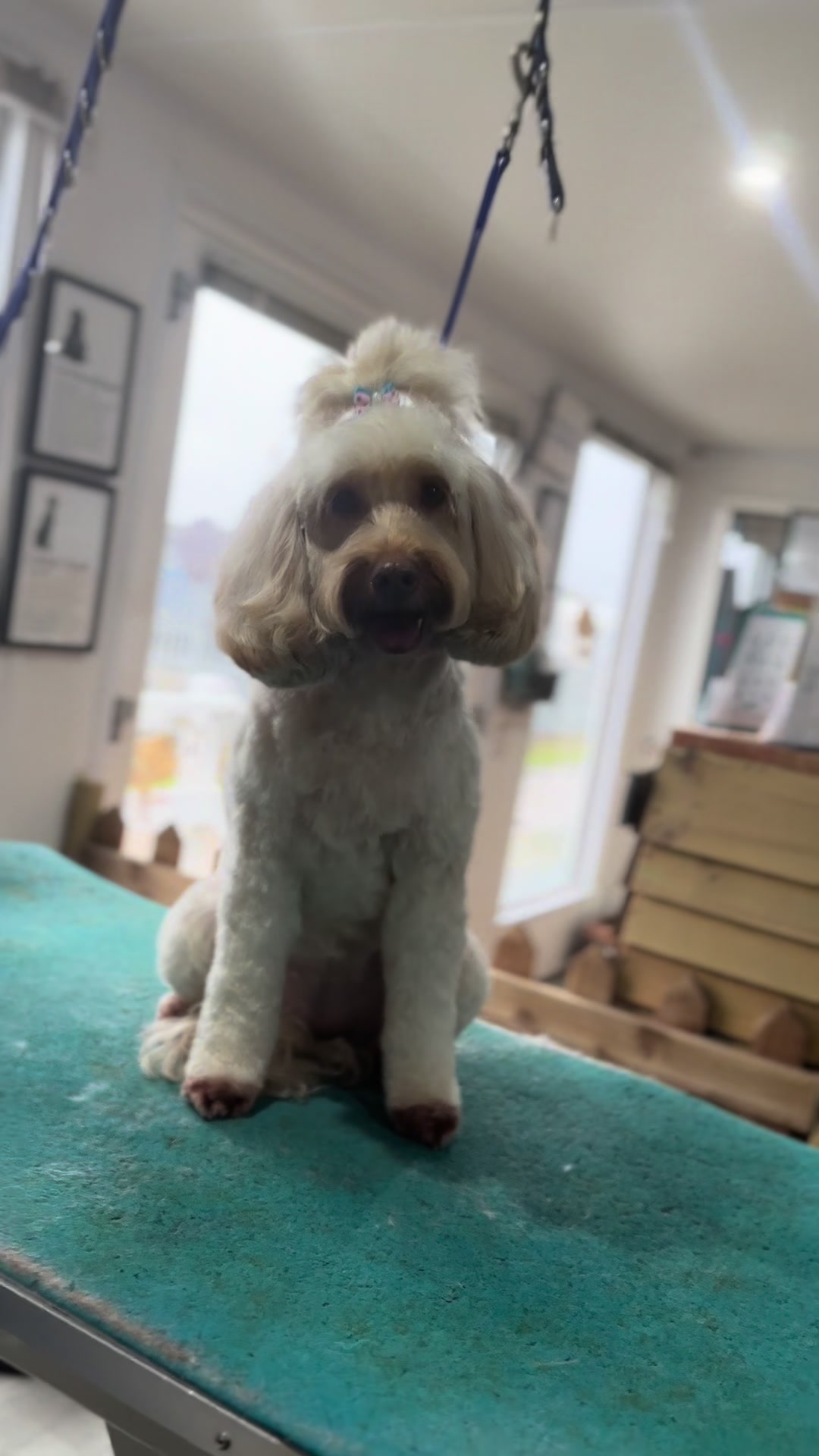 @madeleinesdoggrooming