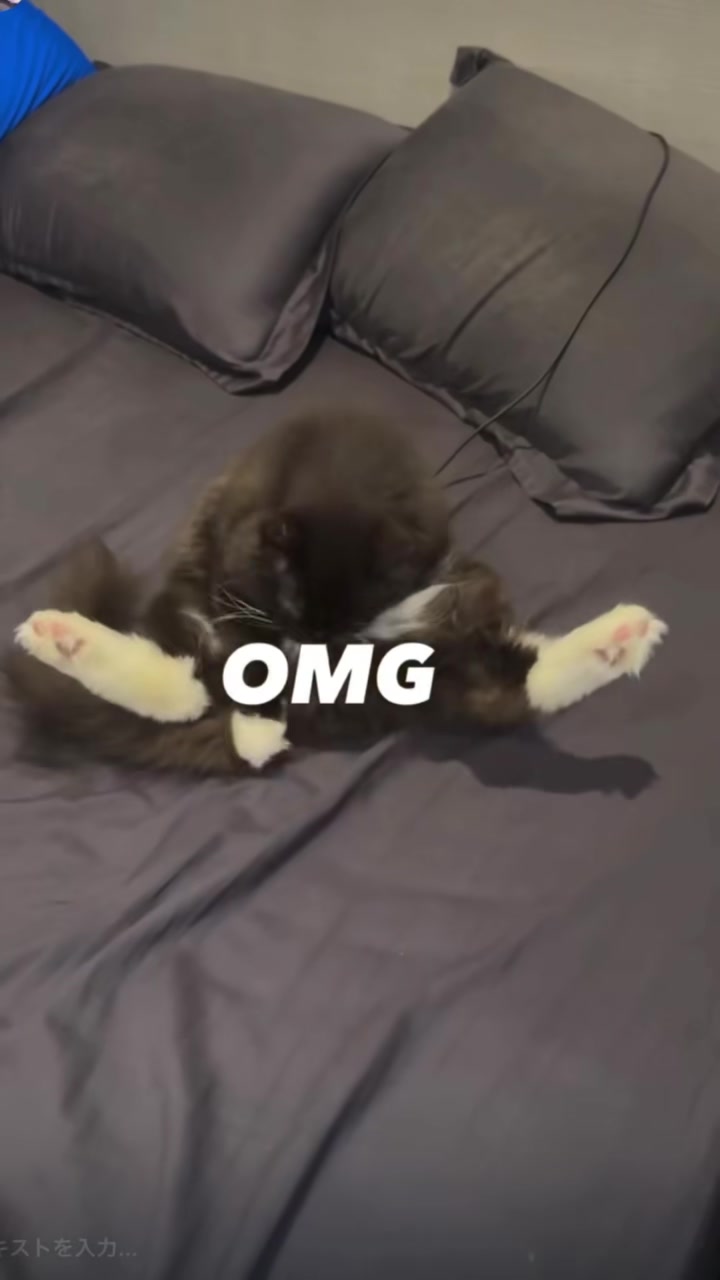 @Chiruru🐈🐈&zwj;⬛