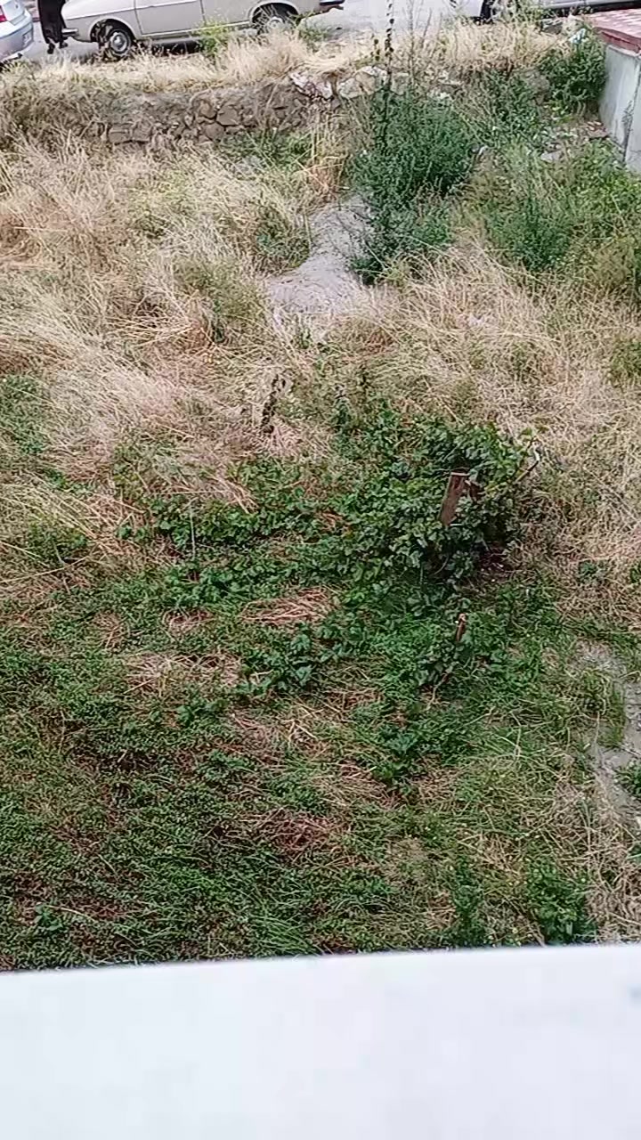 @limon&ccedil;i&ccedil;eği