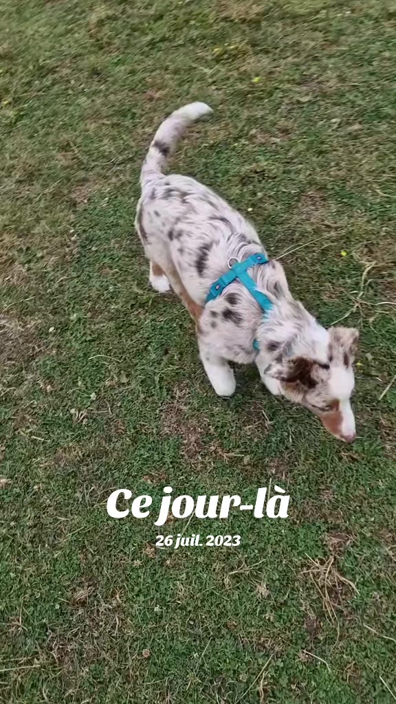 @✨️Naloria🩵Vie de Meute❤️🐾💙