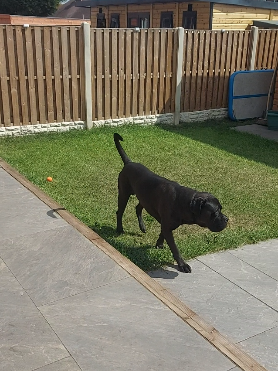 @Canecorspuppy