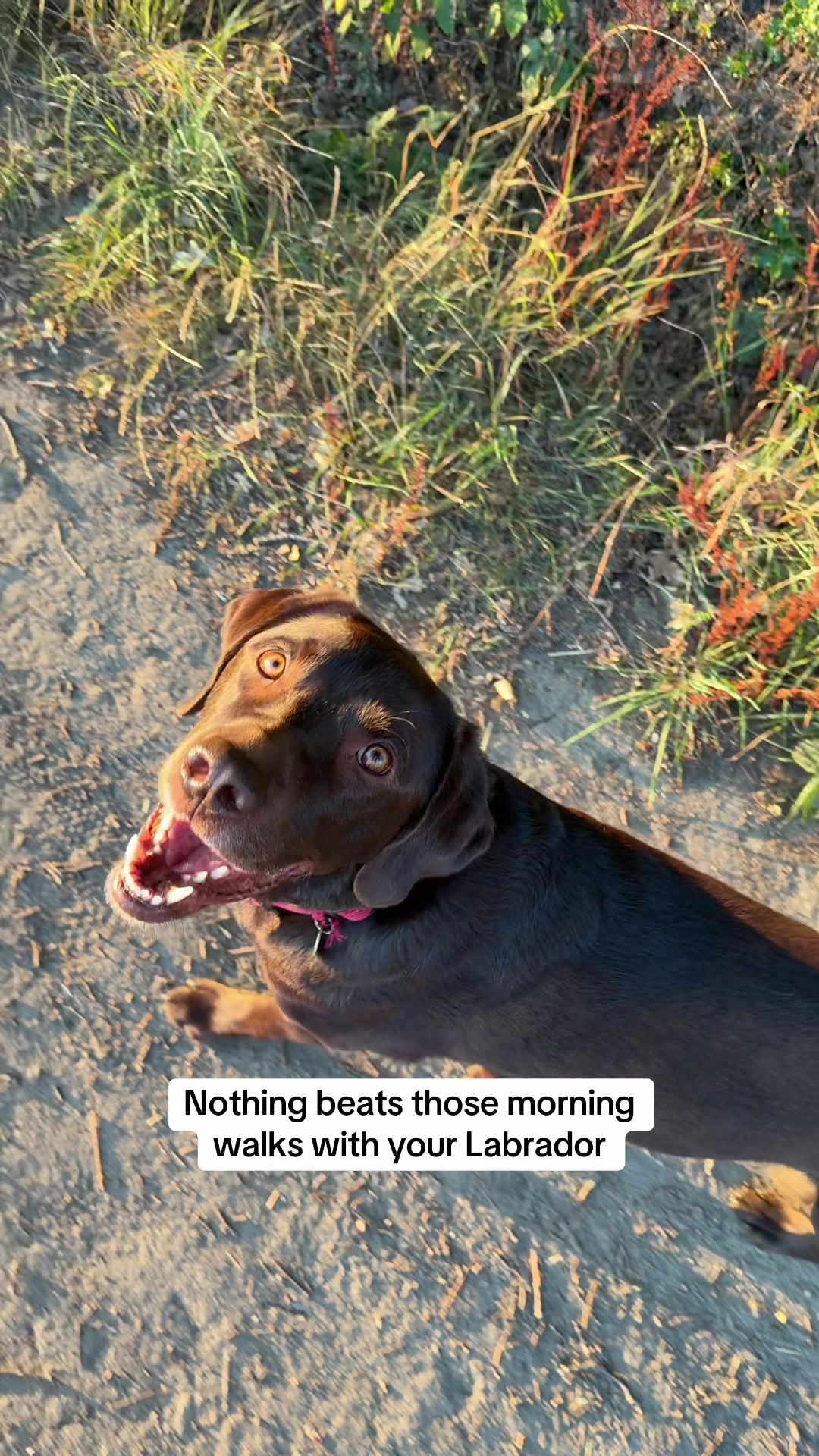 @The Labrador Buddy