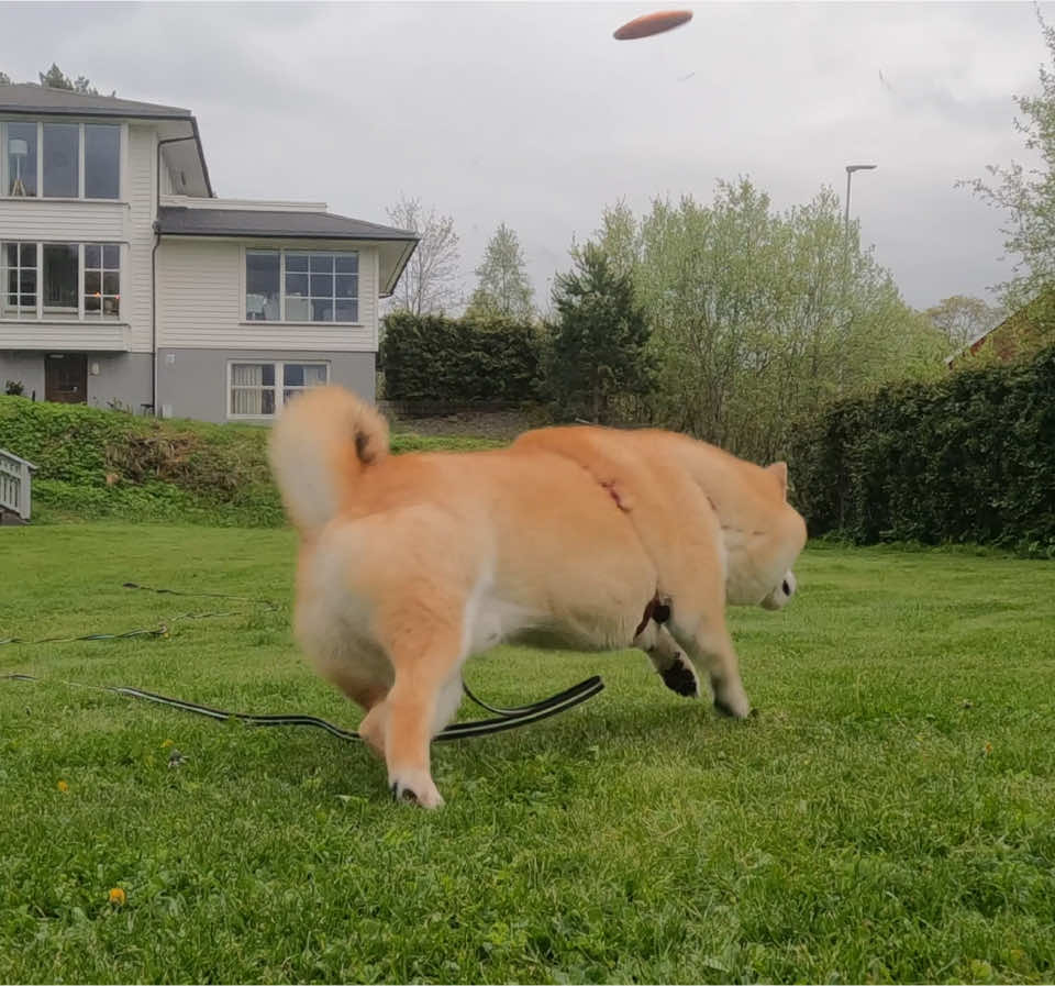 @yoshi.doggyhood