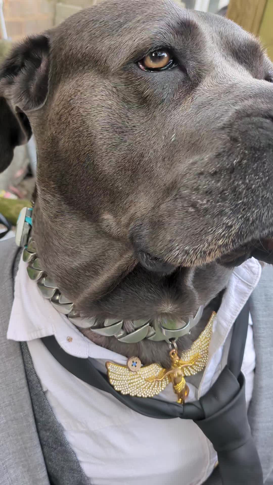@mist_the_canecorso