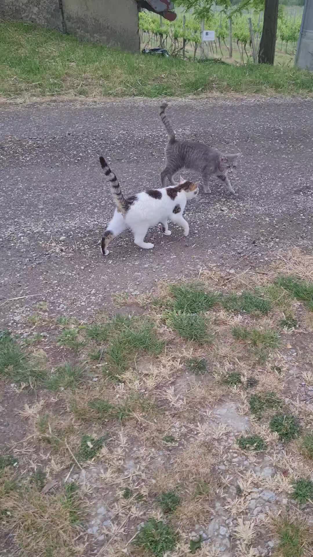 @Cat World