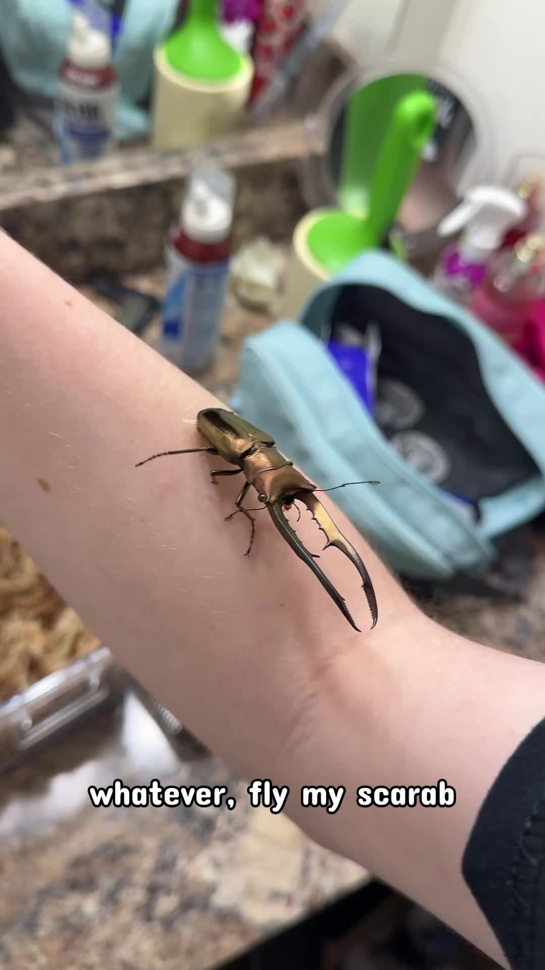 @claraoptera