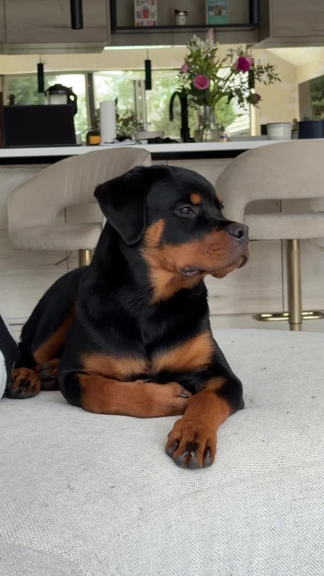 @Ronnie 🐾🤎