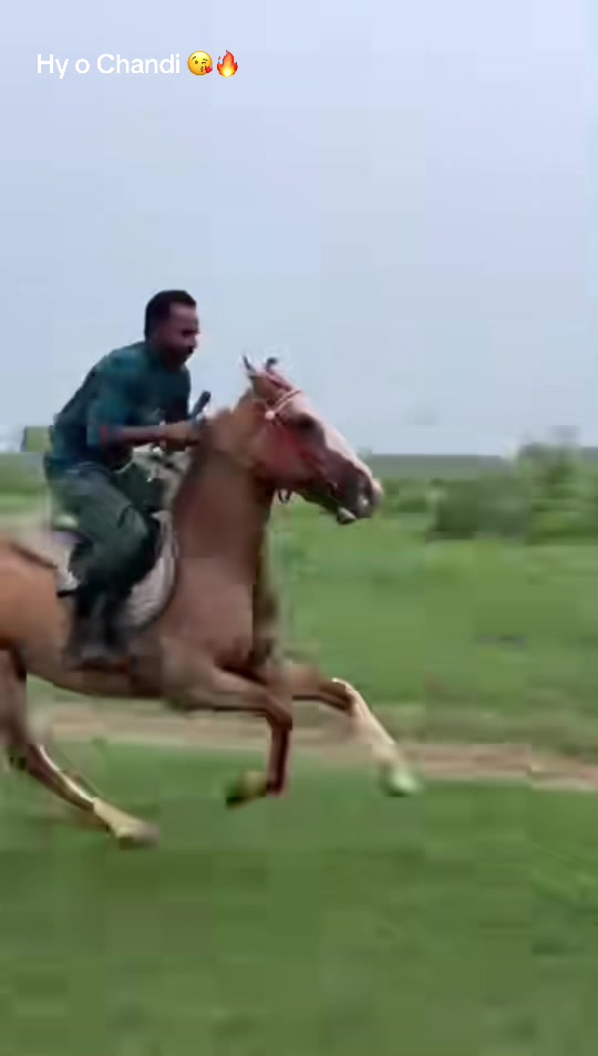 @Ch Hammad bokan &hearts;️🐎