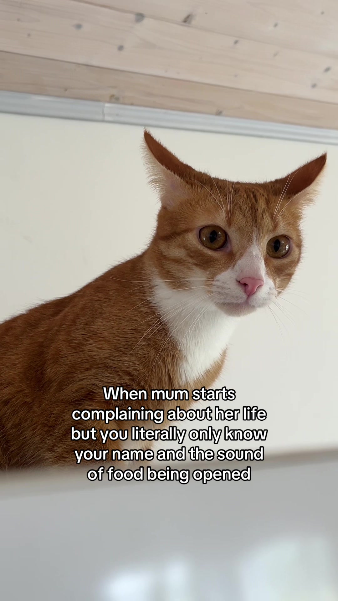 @Pumpkin diary