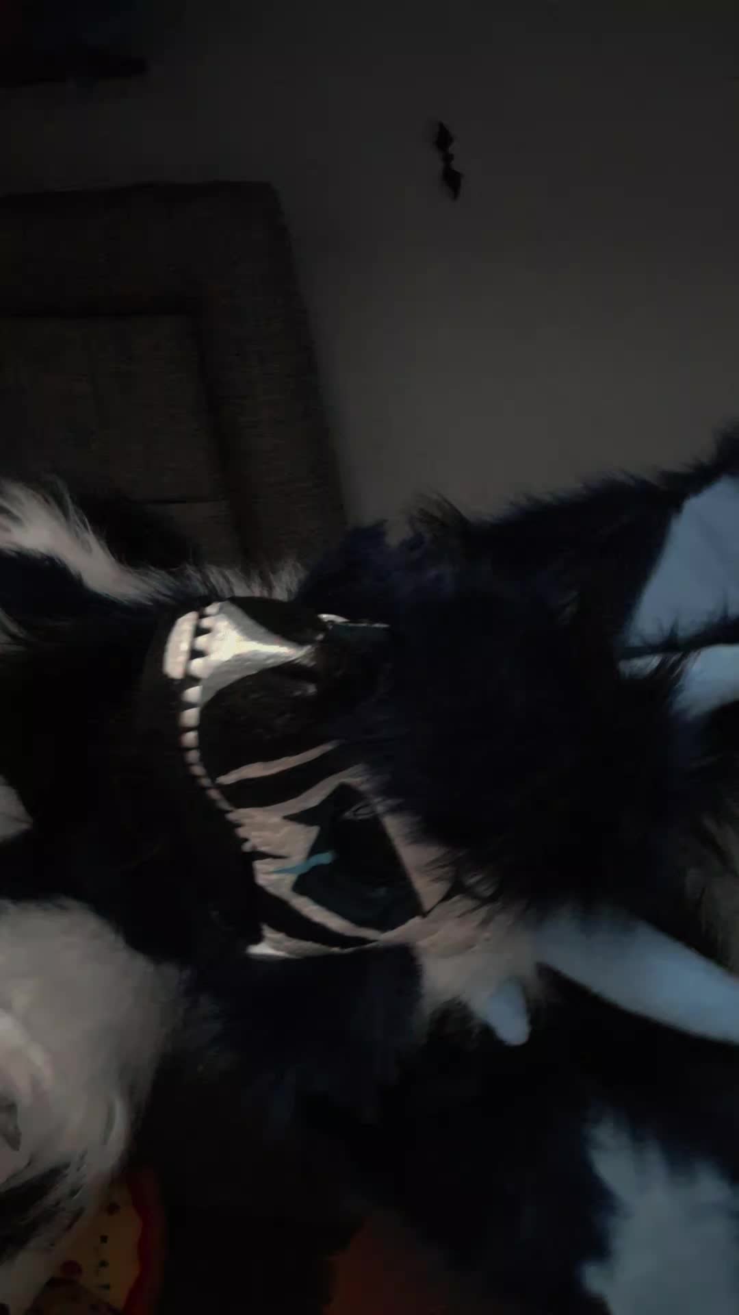 @𝔛𝔢𝔫𝔞⋆♱