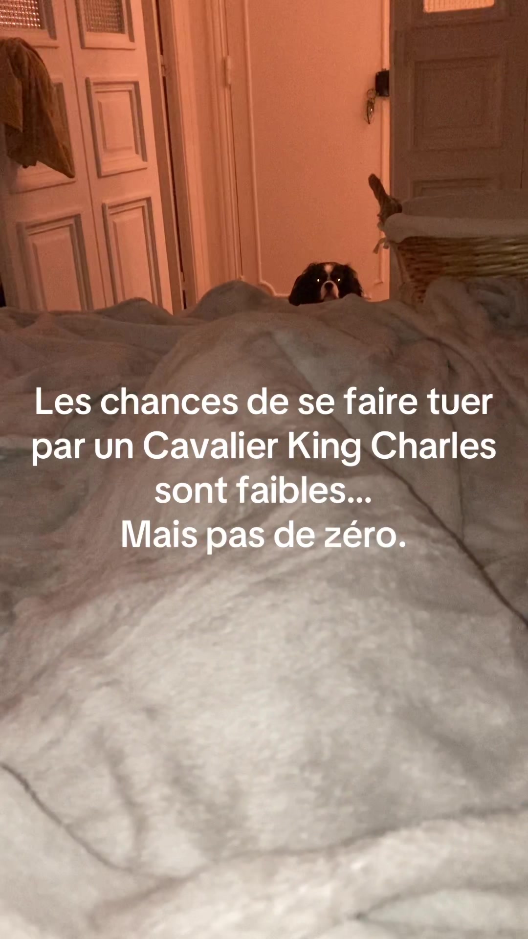 @Cavalier King Charles