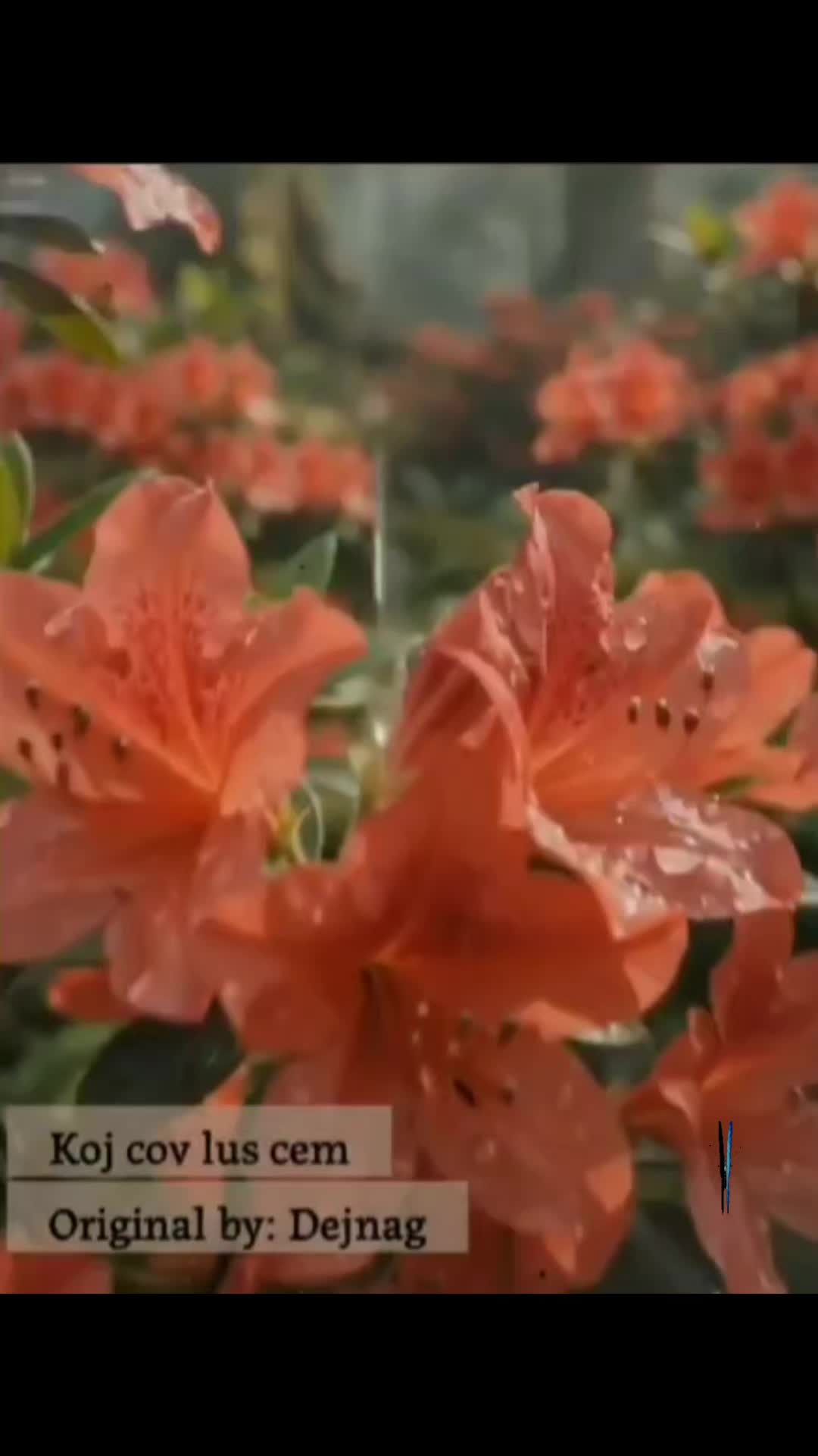 @🌺 Poj Niam Muaj Txiv 🌺