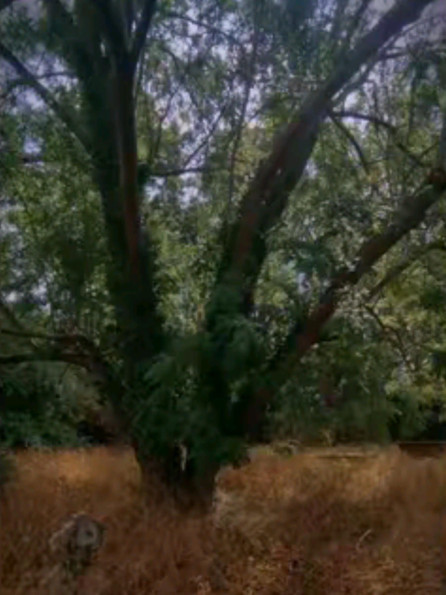 @graveyardgates_