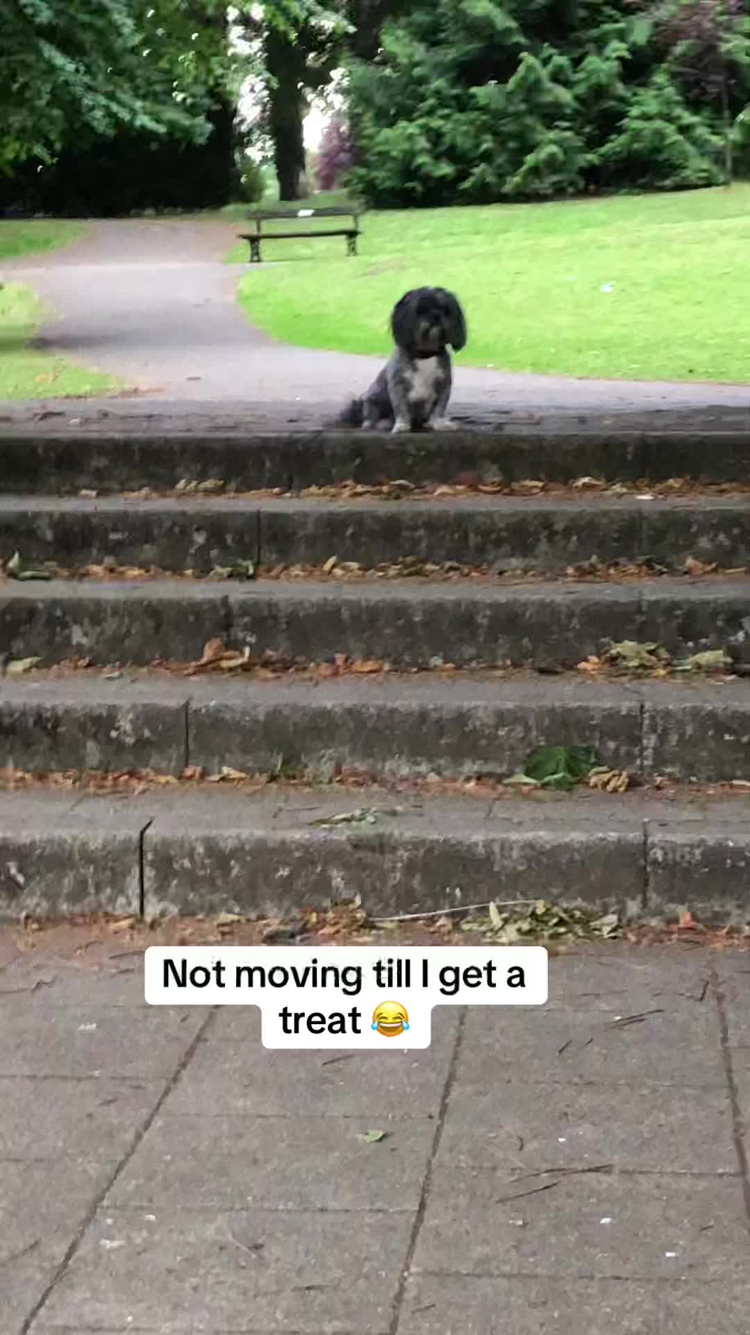 @Mimi the Shihtzu