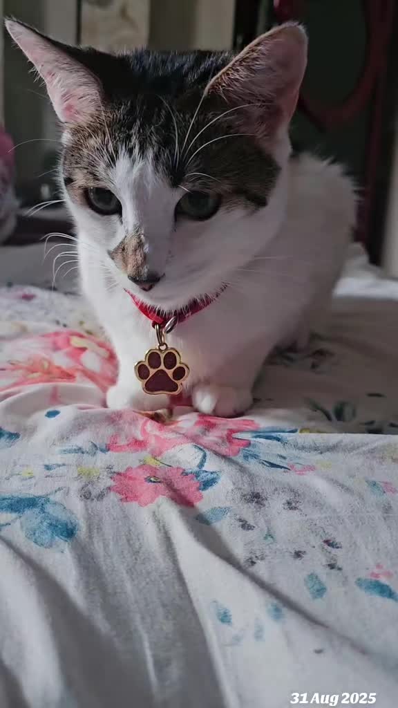 @cairo🐈