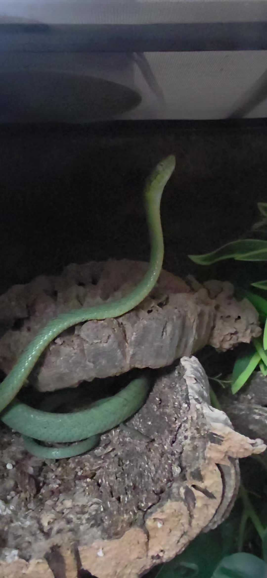 @T & N reptiles